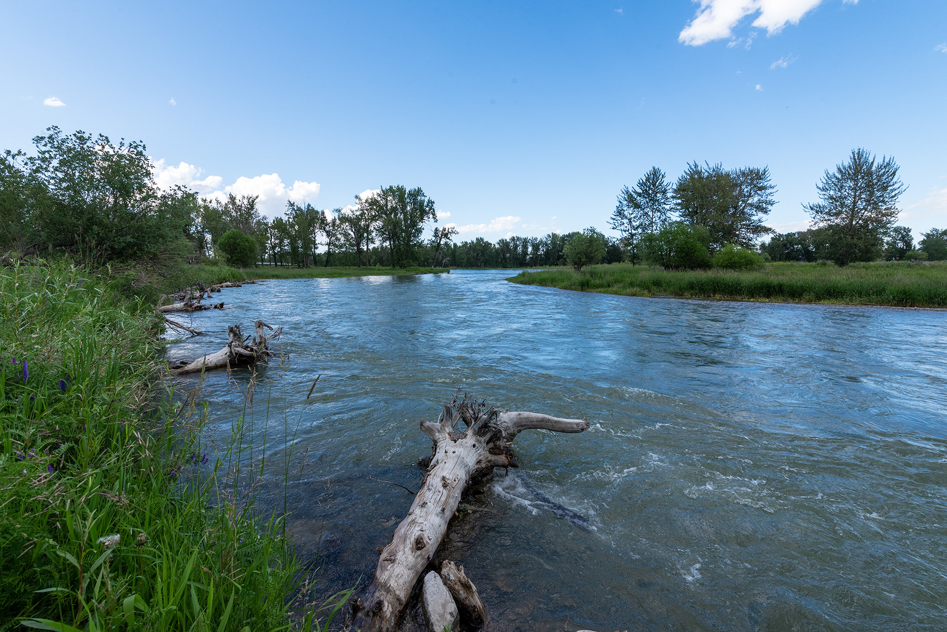 Upstream view of the Bow River from Mallard Point, Fish Creek Provincial Park, Calgary, Alberta