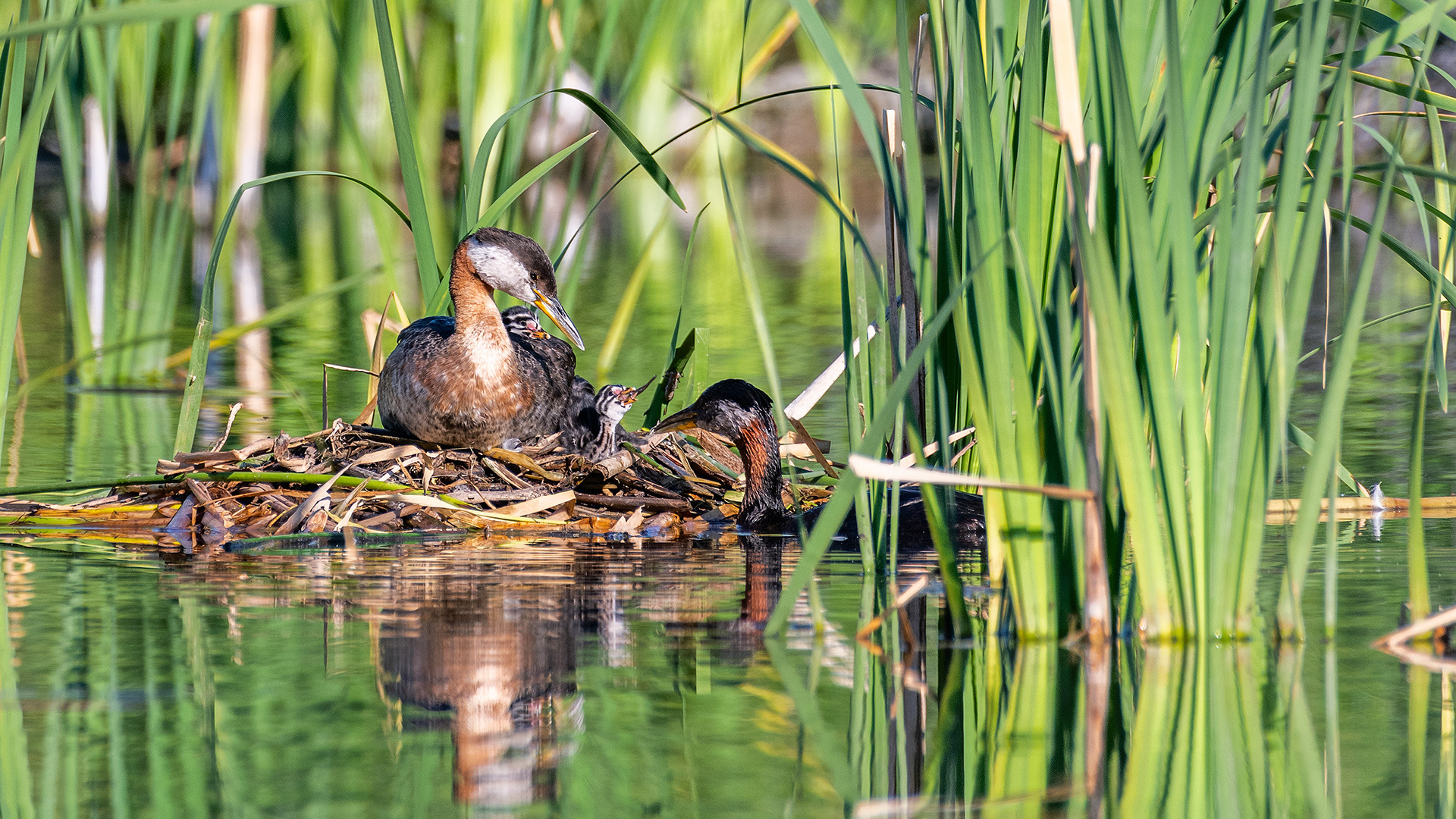 Red-necked Grebe pair at their nest with the two chicks (female on the nest, male feeding the chicks), Marshall Springs - Fish Creek Prov. Park, Calgary, AB