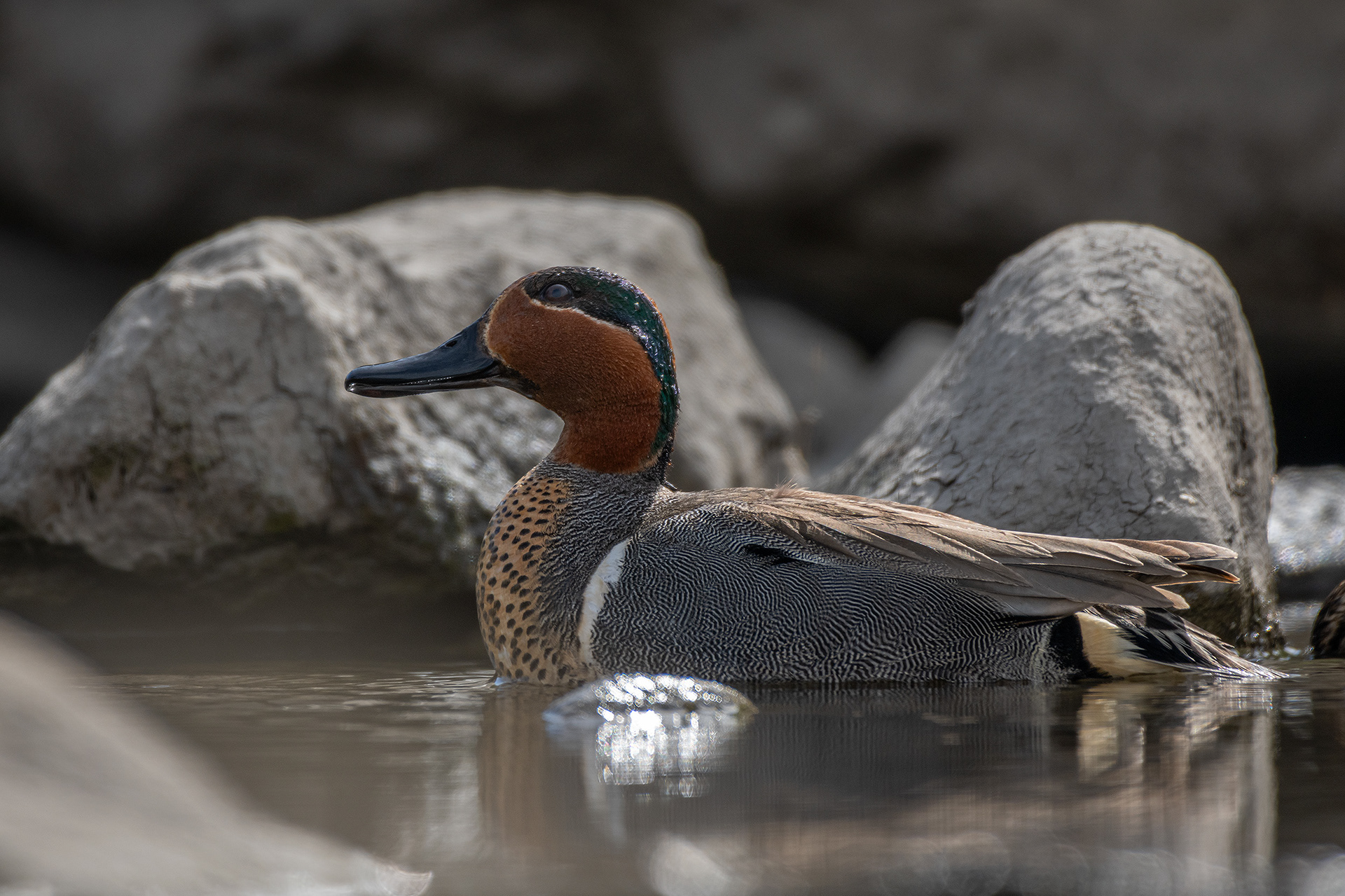 Green-winged Teal (male), Marshall Springs, Fish Creek Provincial Park, Calgary, AB