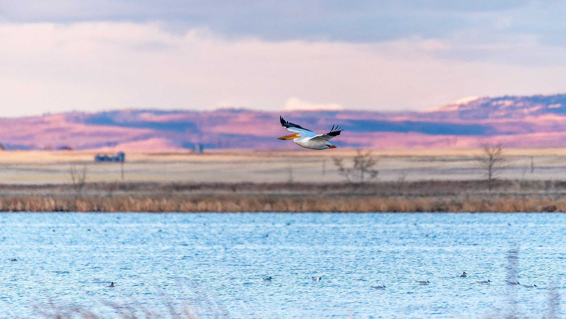 Pelican in flight at Frank Lake, Alberta