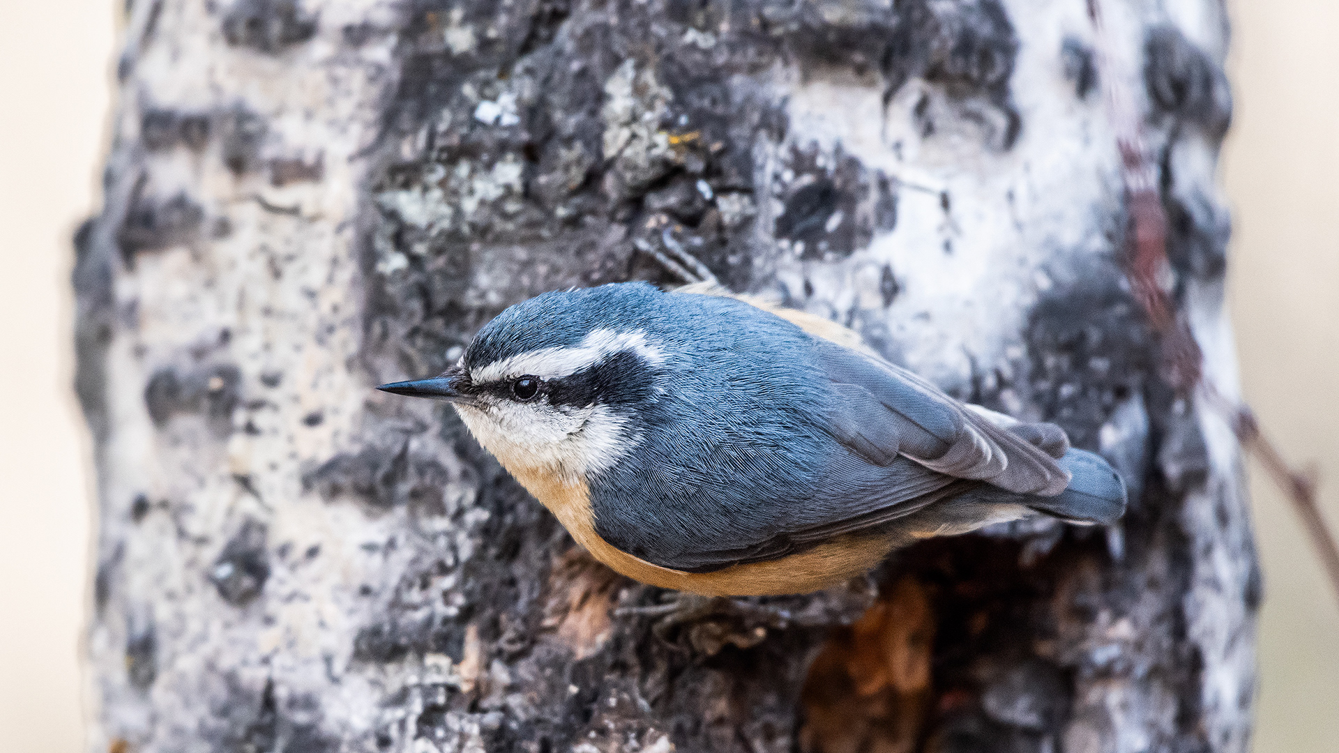 Red-breasted Nuthatch near Marshall Springs in Fish Creek Provincial Park