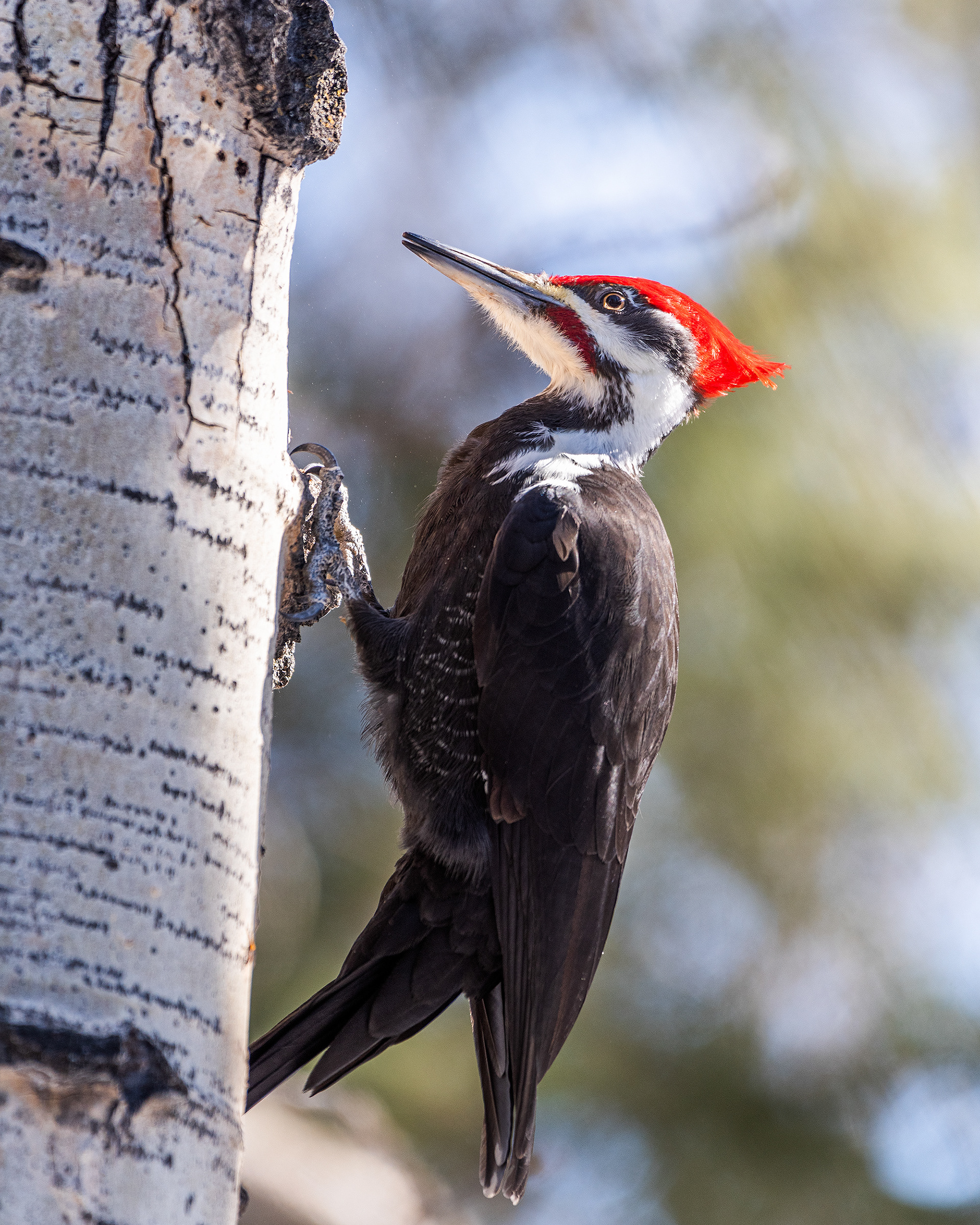 Pileated Woodpecker (male) near Marshall Springs in Fish Creek Provincial Park