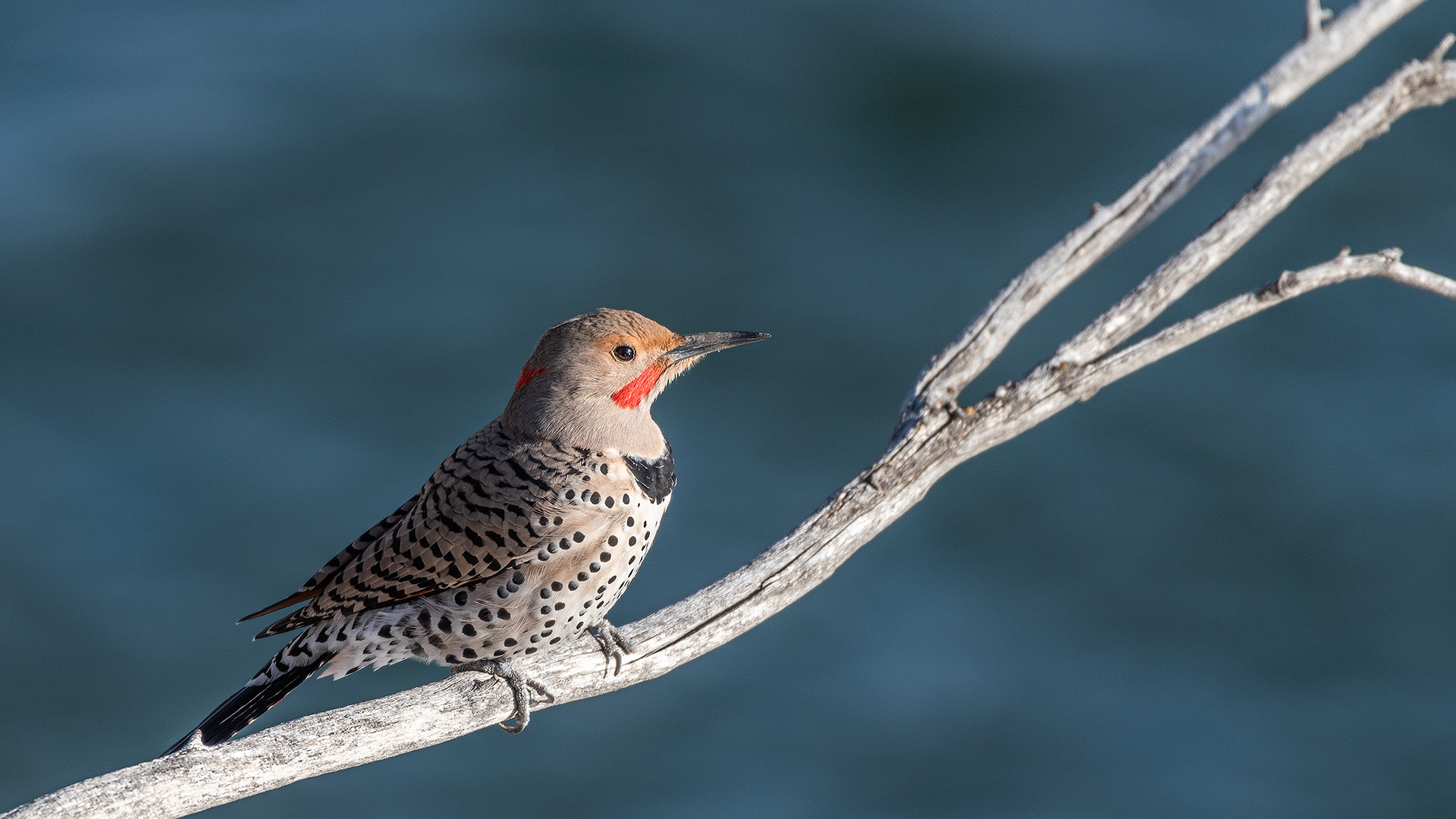 Flicker near Mallard Point, Fish Creek Prov. Park, Calgary, AB