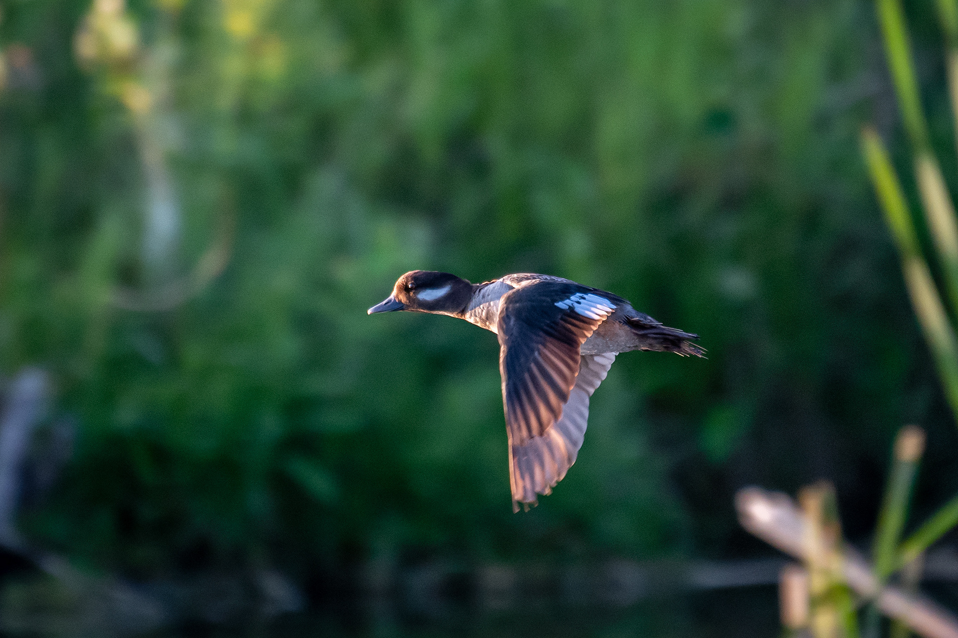 Bufflehead (female) in flight, Marshall Springs ponds, Fish Creek Provincial Park, Calgary, AB