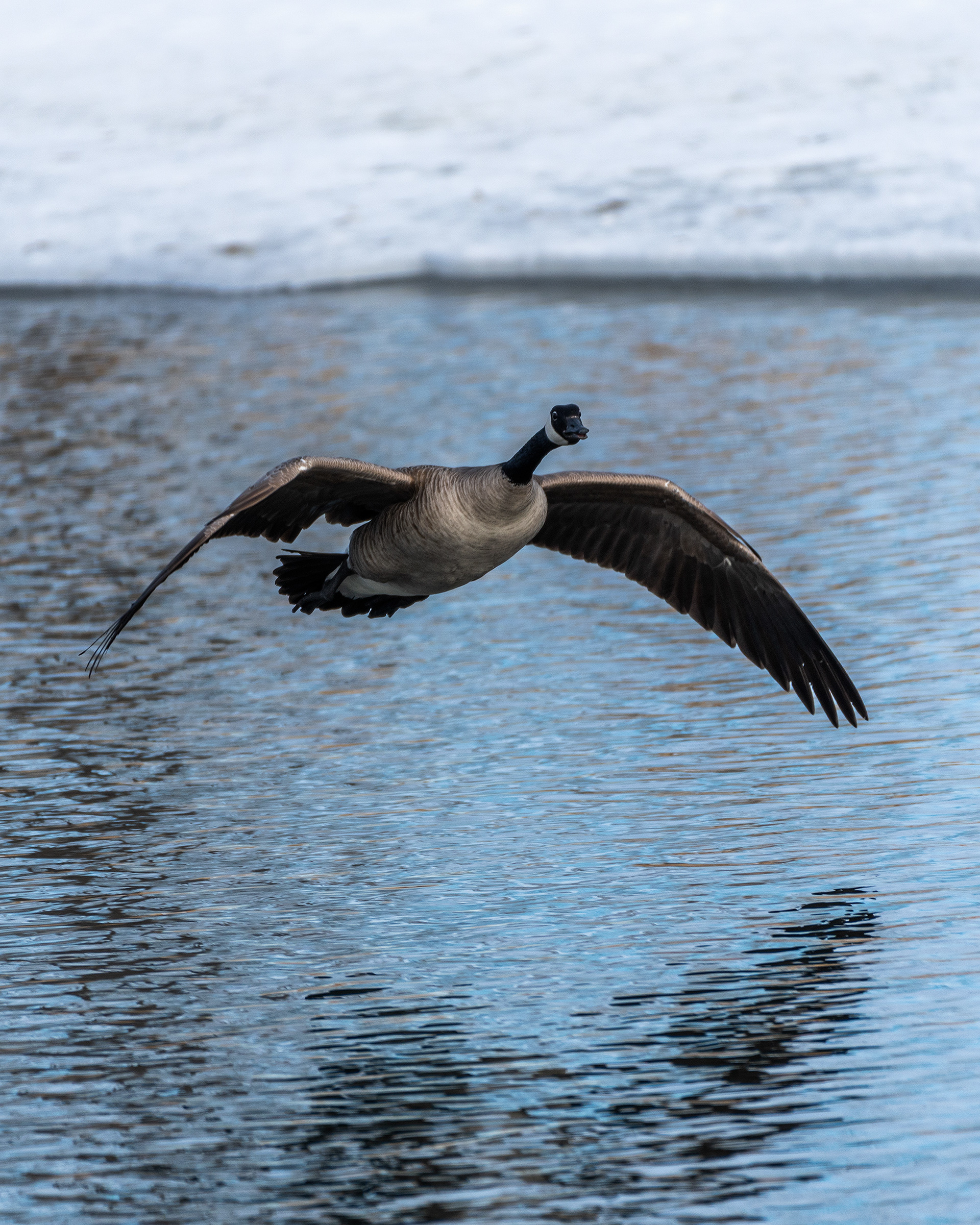 Canada Goose (in flight) near Mallard Point, Fish Creek Prov. Park, Calgary, AB