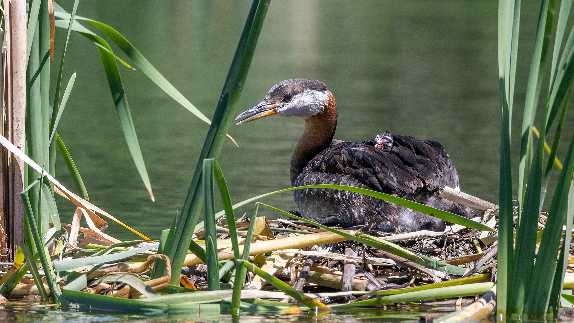 Red-necked Grebe (female) and her newly hatched chick at their nest, Marshall Springs - Fish Creek Prov. Park, Calgary, AB