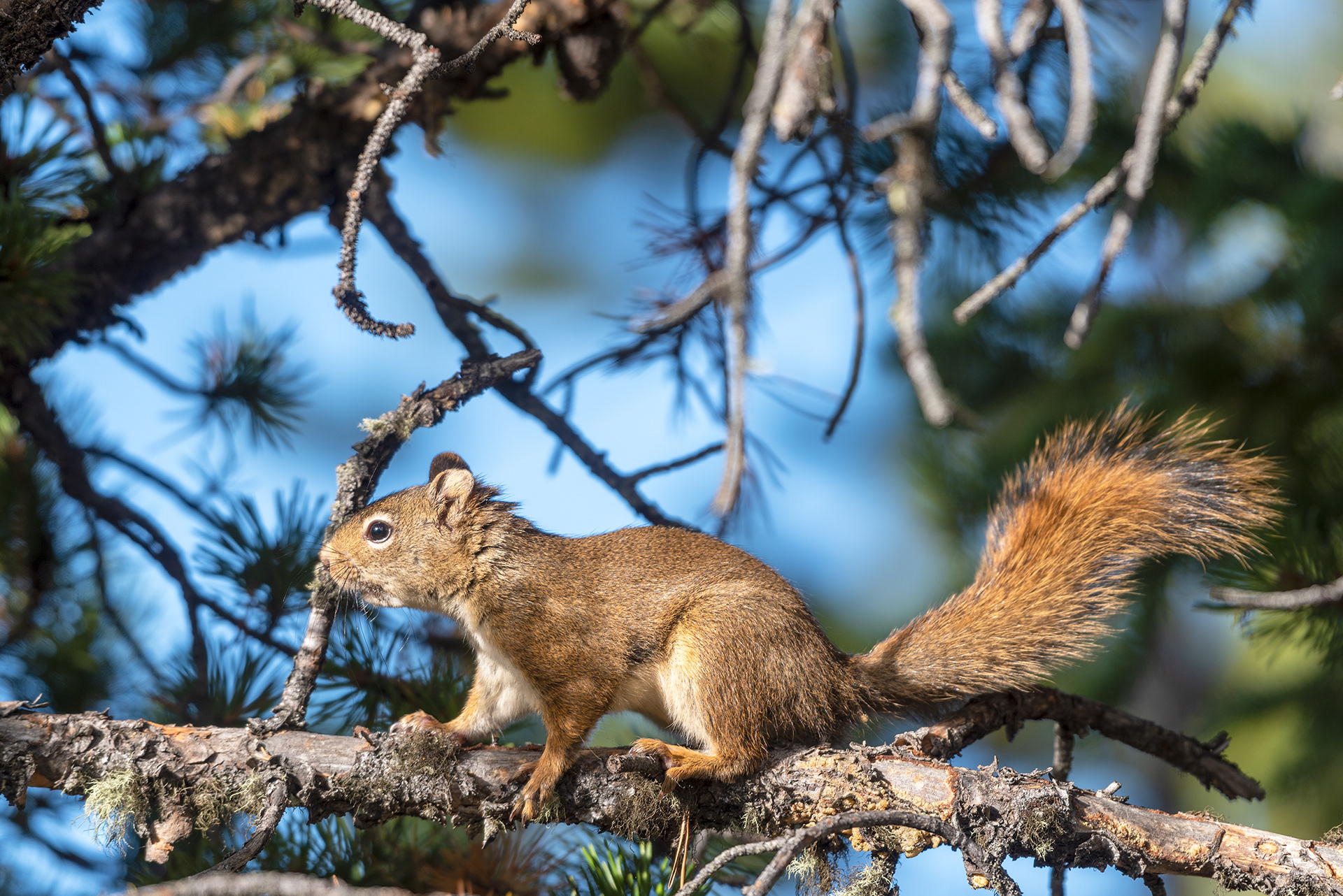 Red Squirrel at Prairie Mountain