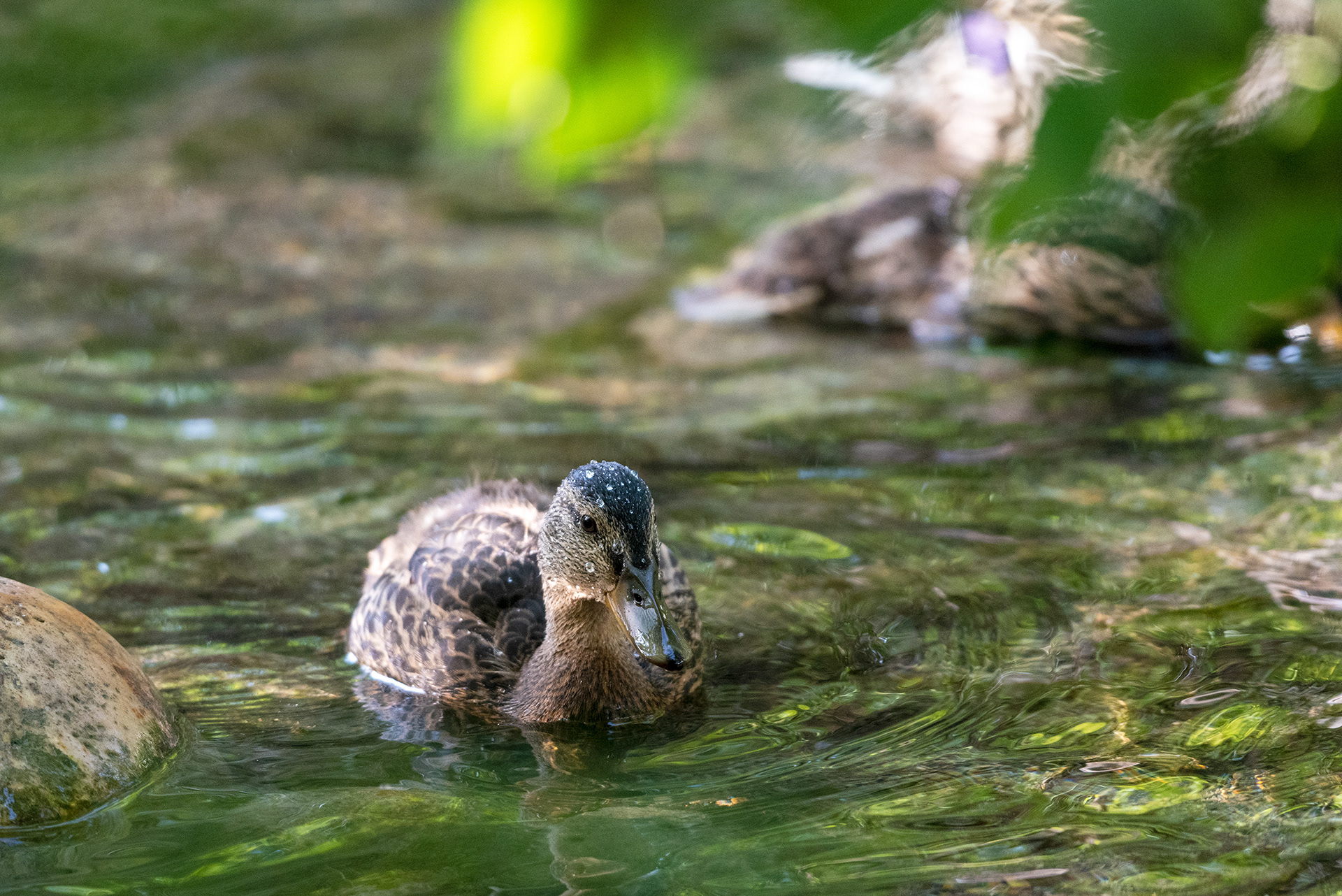 duckling, Bridlewood Wetlands Park, Calgary, Alberta