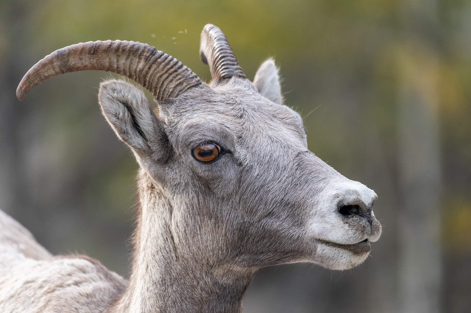 Bighorn Sheep, Banff National Park, Alberta