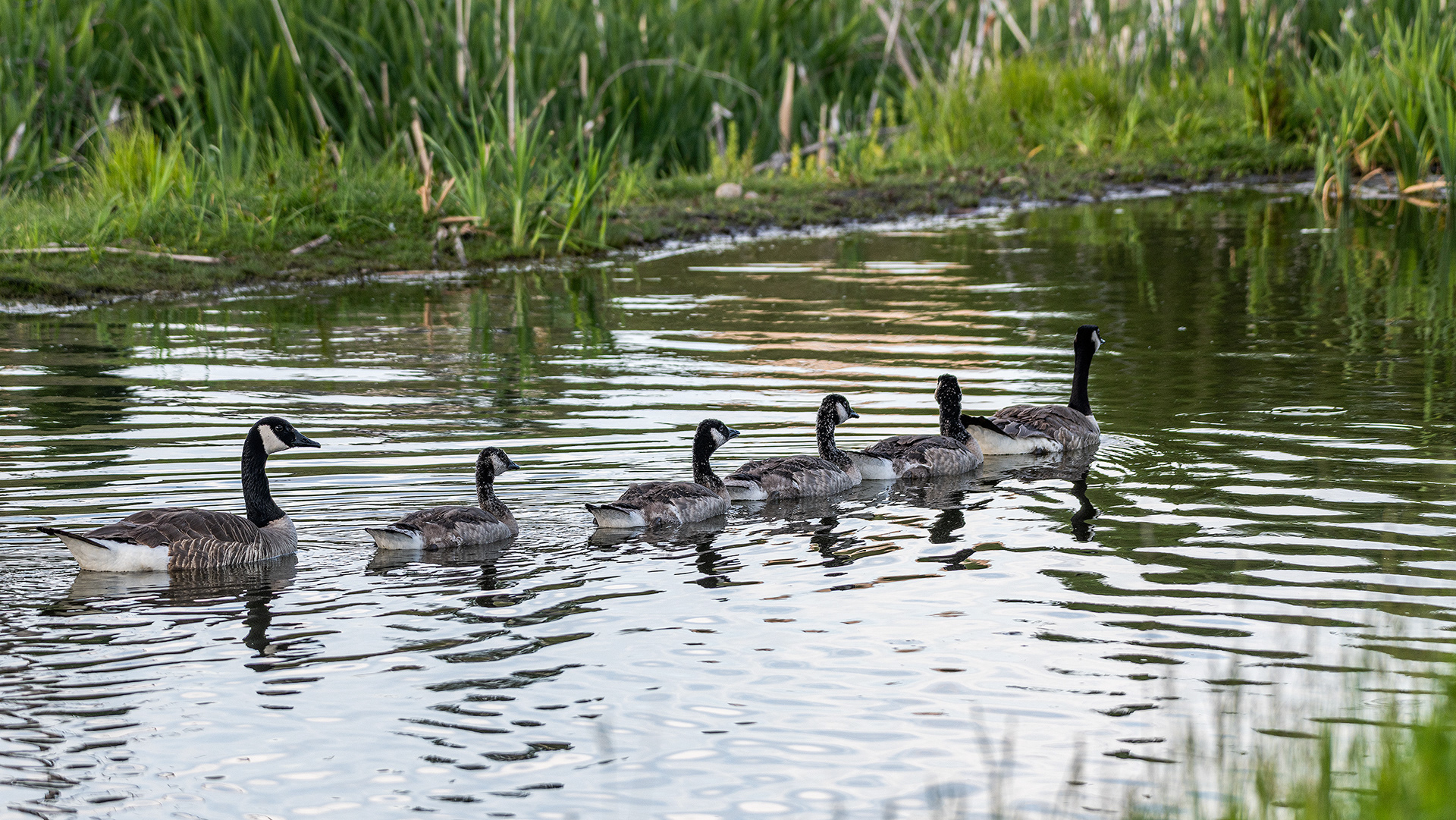 Canada Geese (family of six), Marshall Springs, Fish Creek Prov. Park, Calgary, AB