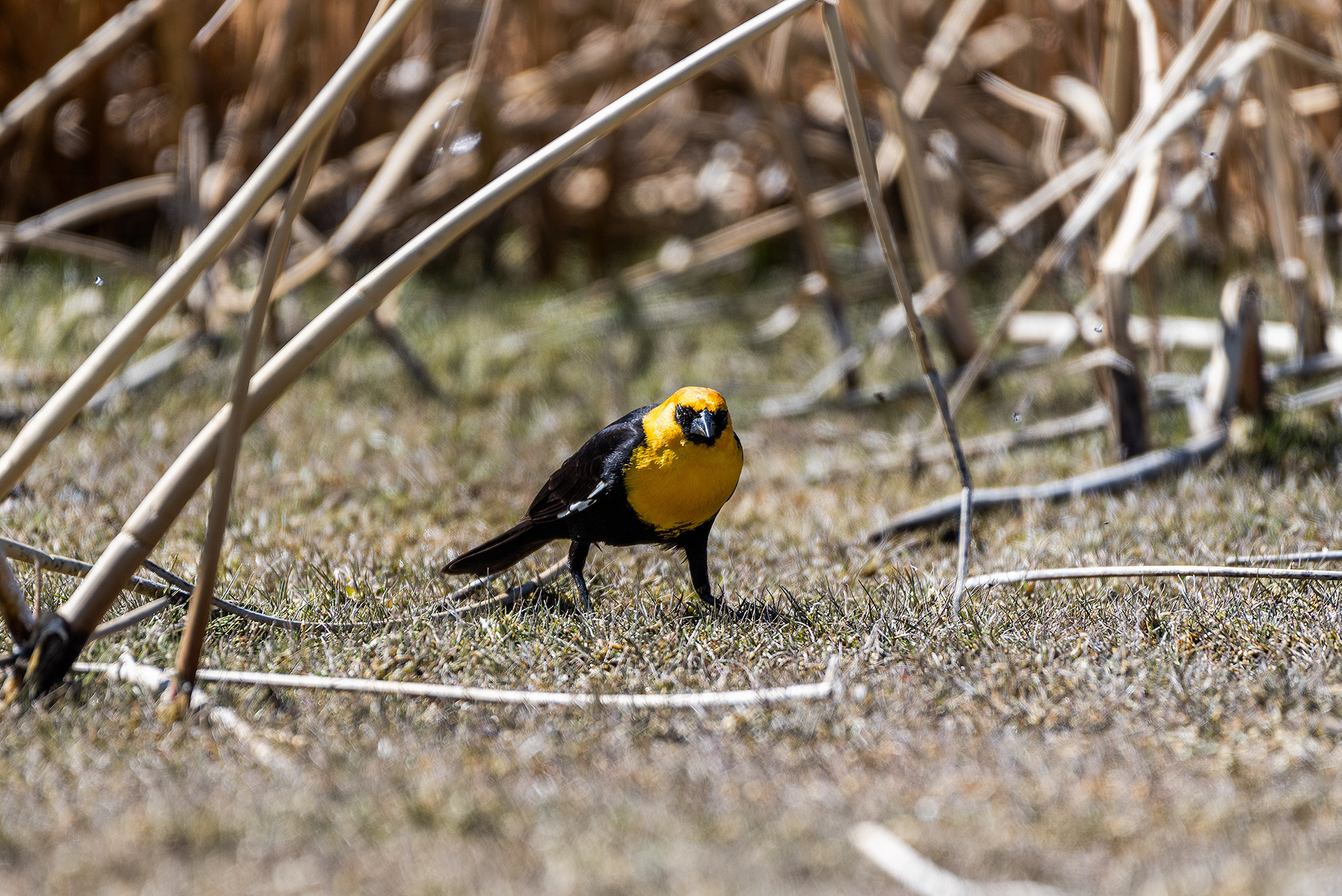 Yellow-headed Blackbird at Frank Lake, AB