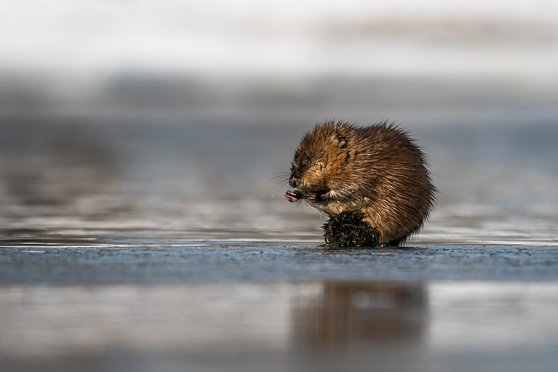 Beaver on a small ice shelf on the Bow River, just down stream from Carburn Park, Calgary, AB