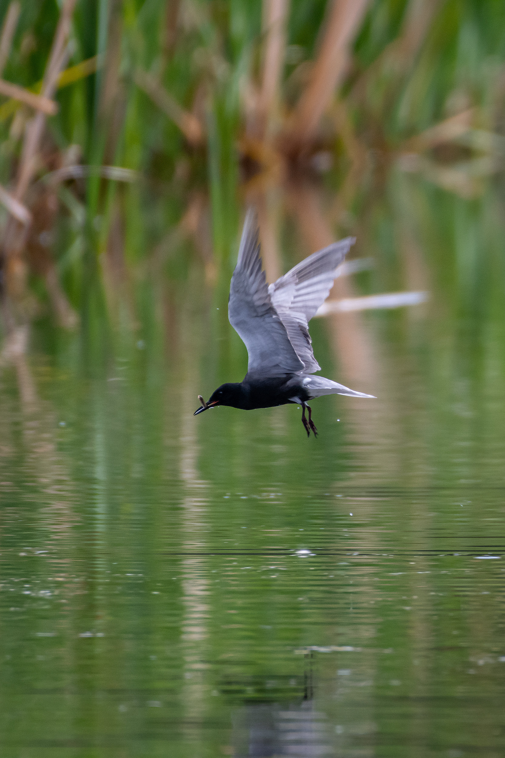 Black Tern (in flight) with a small fish, Marshall Springs ponds, Fish Creek Provincial Park, Calgary, AB
