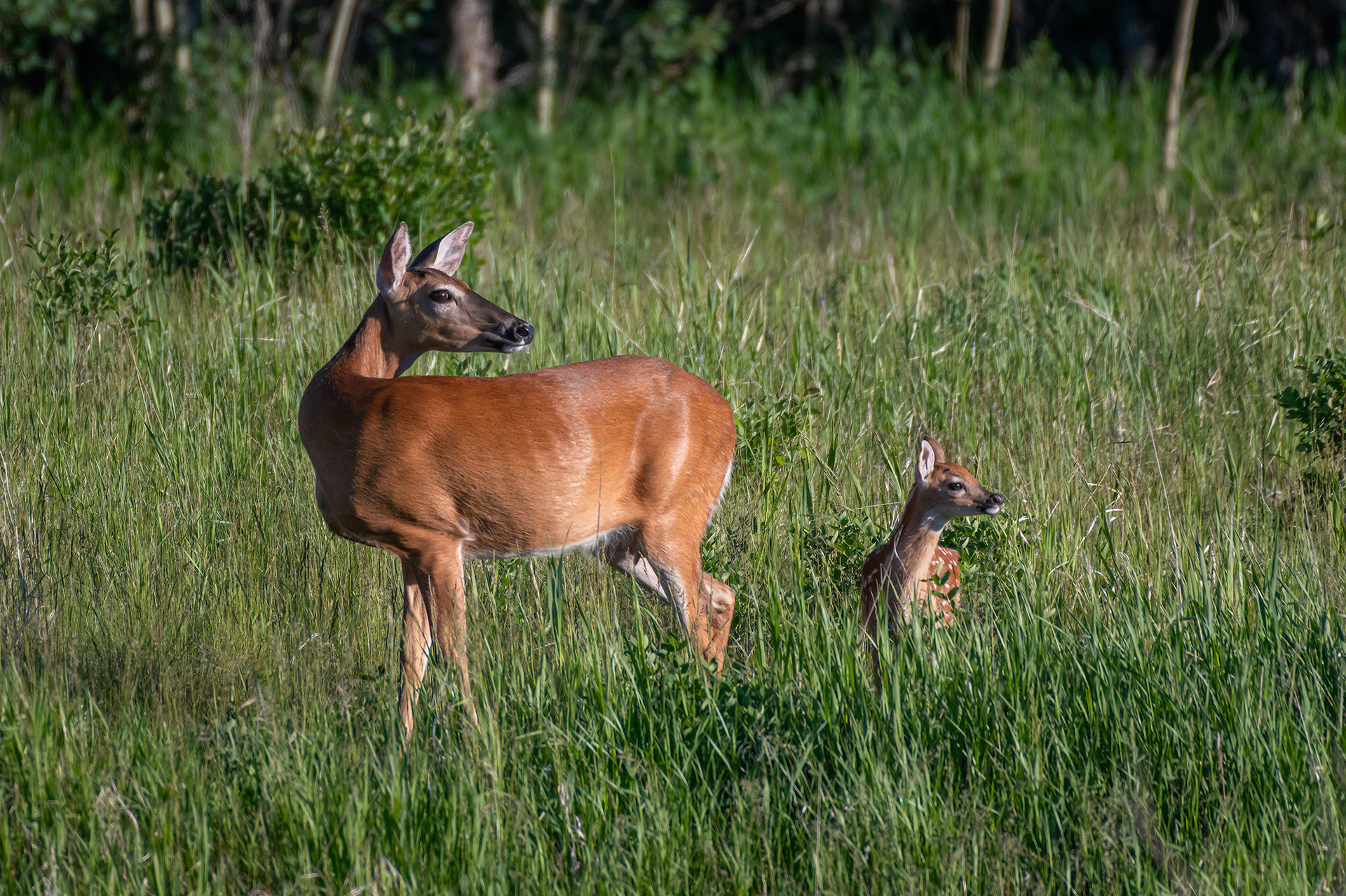 White-tailed Deer with a fawn, Marshall Springs, Fish Creek Provincial Park, Calgary, AB