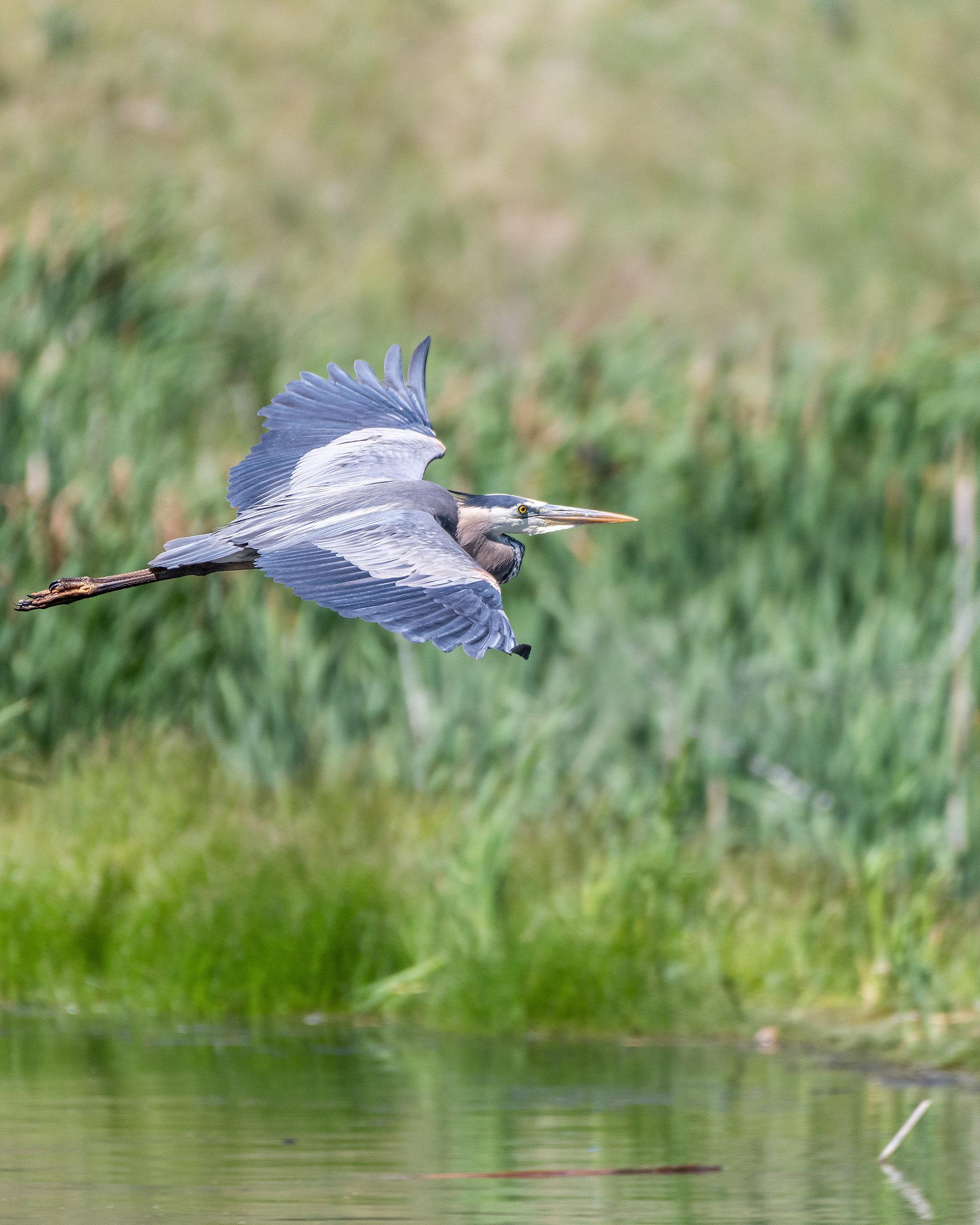 Great Blue Heron (in flight), Marshall Springs - Fish Creek Prov. Park, Calgary, AB