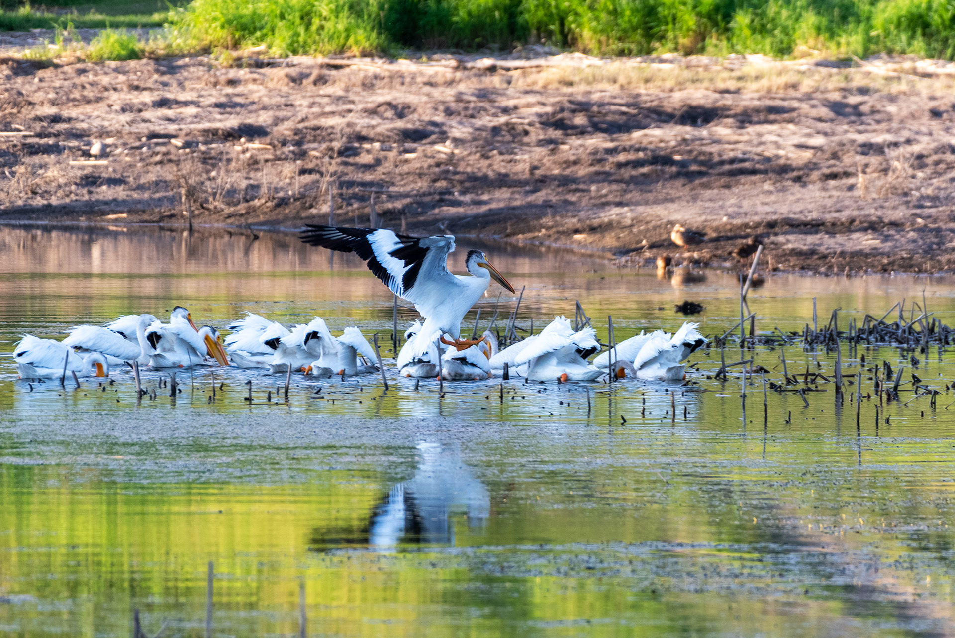 American White Pelicans feeding