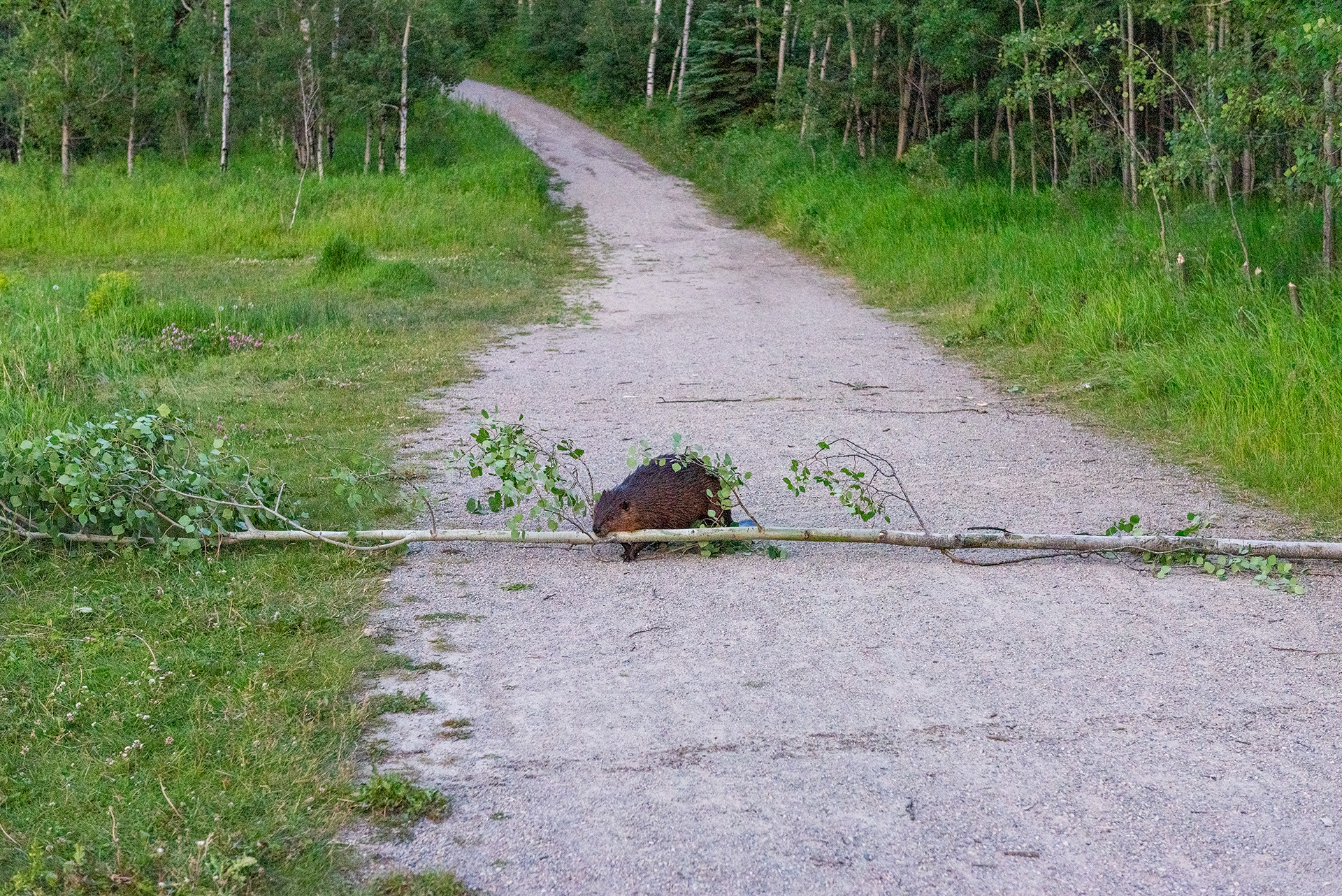 Beaver dragging a freshly downed tree across a footpath