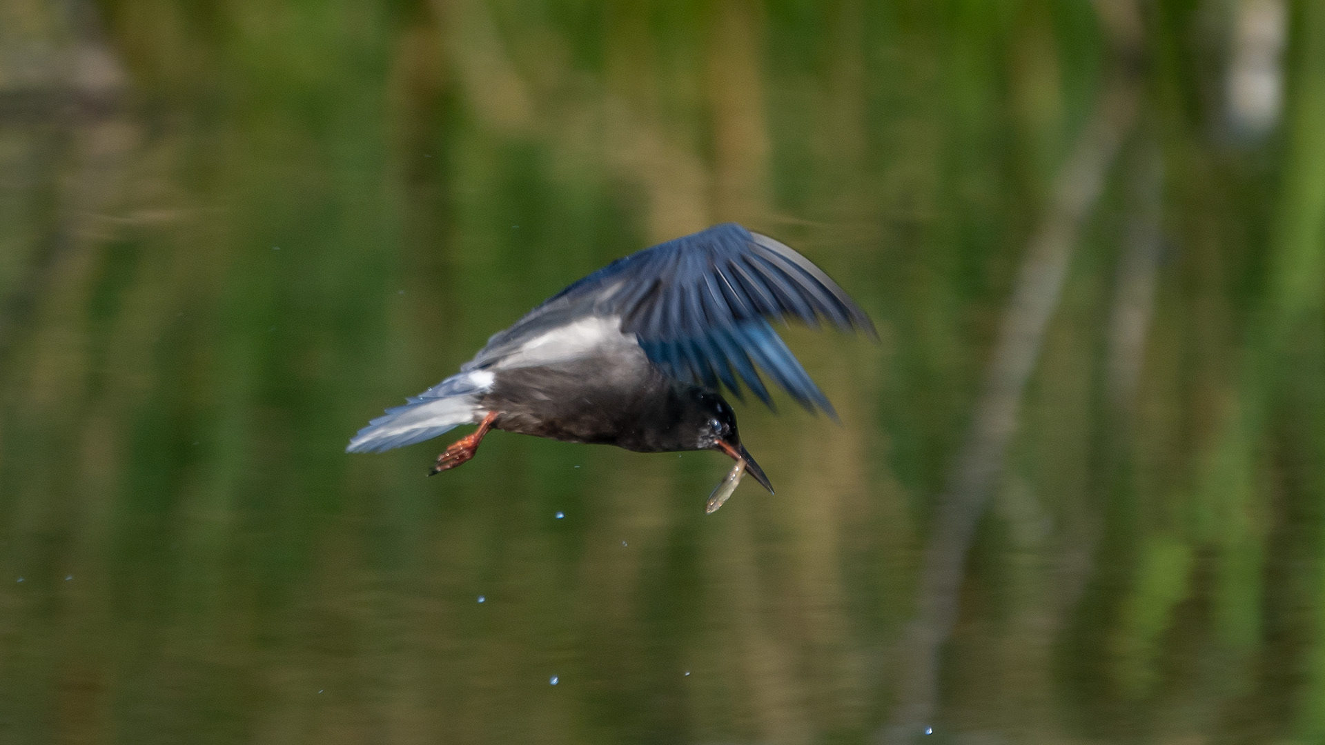 Black Tern (in flight) with a small fish, Marshall Springs ponds, Fish Creek Provincial Park, Calgary, AB