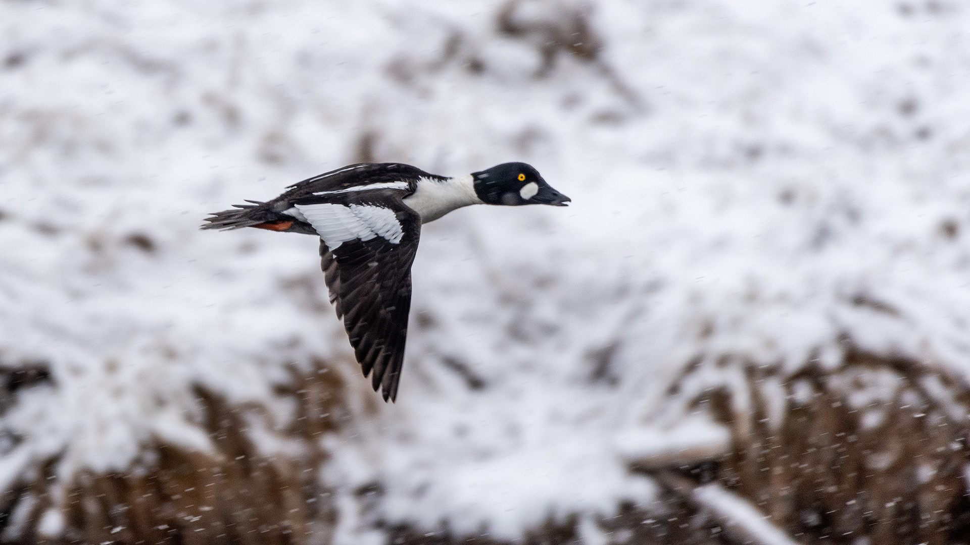 Common Goldeneye (male) in flight at the Inglewood Bird Sanctuary & Nature Centre, Calgary, Alberta