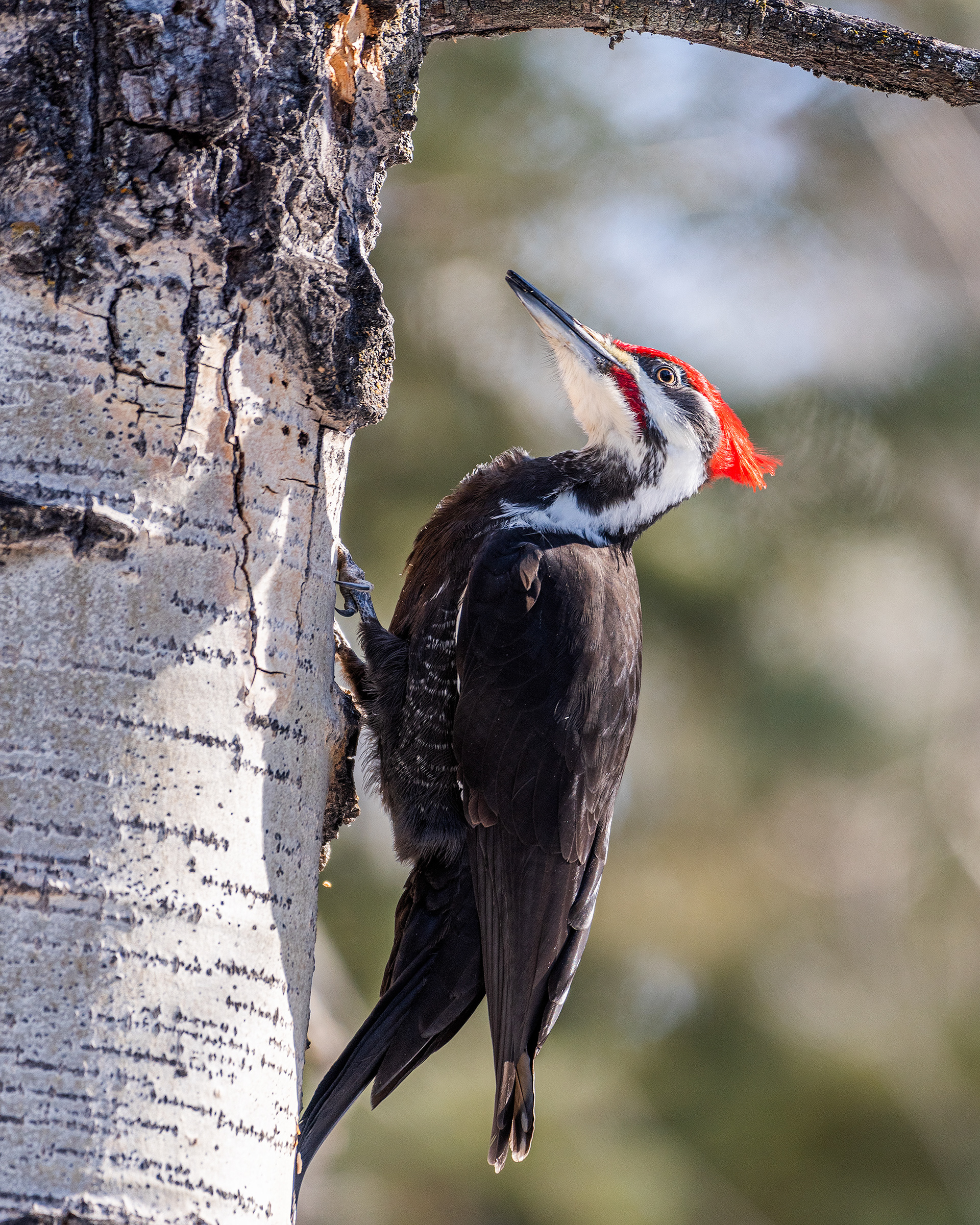 Pileated Woodpecker (male) near Marshall Springs in Fish Creek Provincial Park