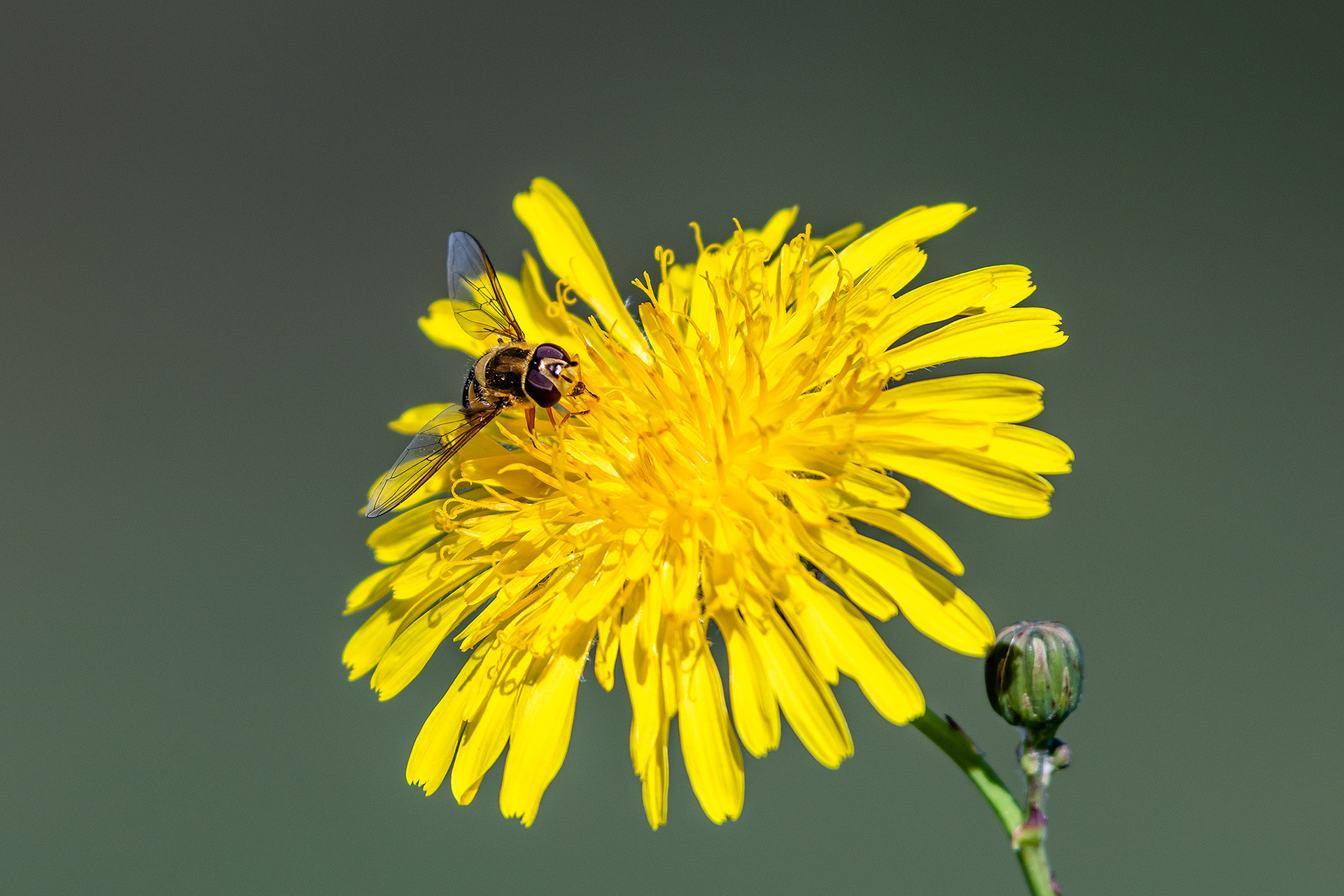 Insect on a Wildflower, near the Bow River, Calgary, AB - September 17th