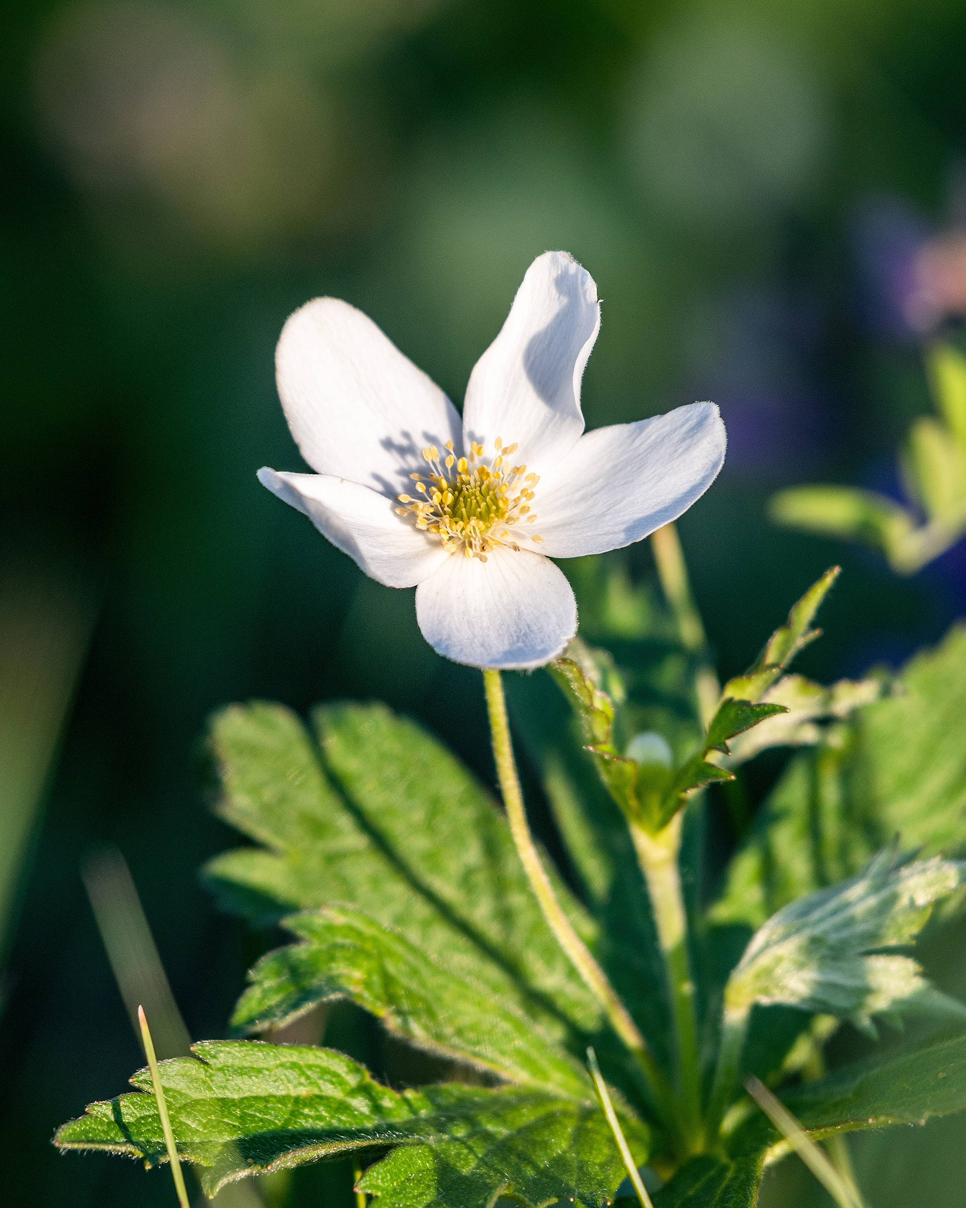 Random flower, Marshall Springs, Fish Creek Prov. Park, Calgary, AB