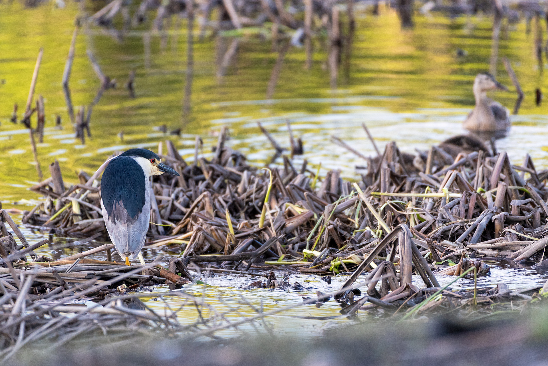 Black-crowned Night-Heron