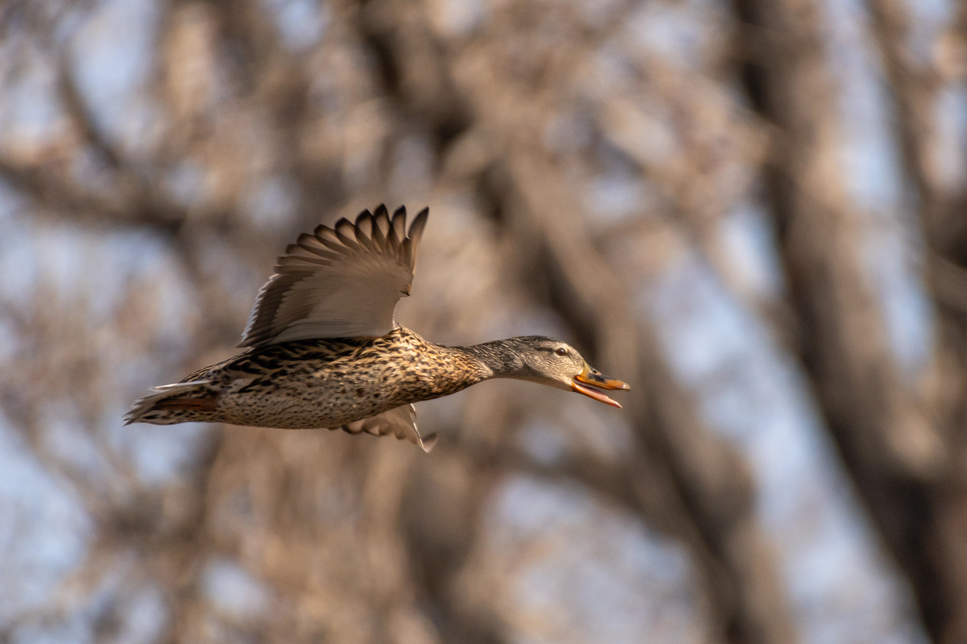Mallard (female) in flight, near the Harvie Passage of the Bow River, Pearce Estate Park, Calgary, AB