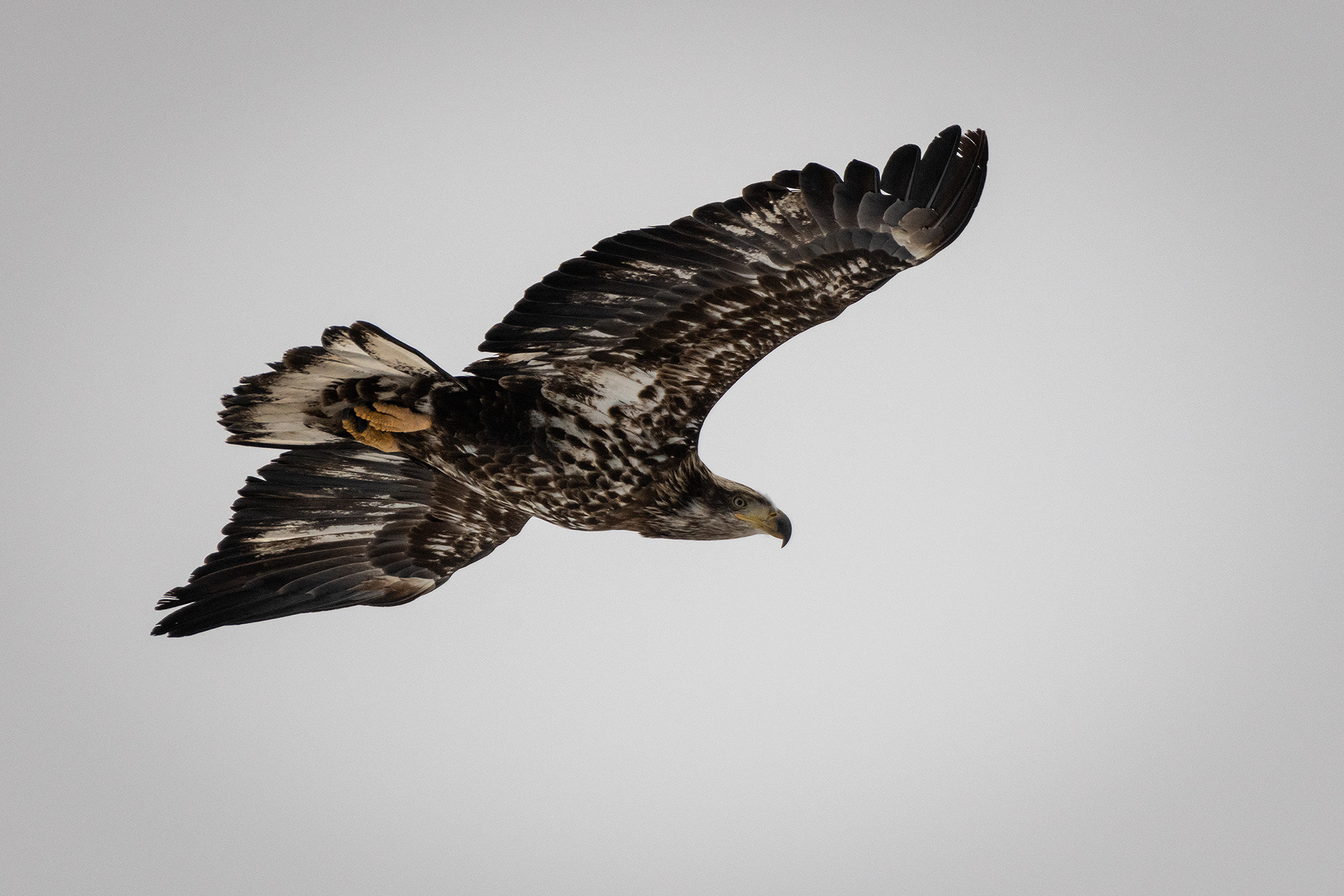Bald Eagle (immature) in flight - Southview Off Leash Dog Park, Calgary, AB