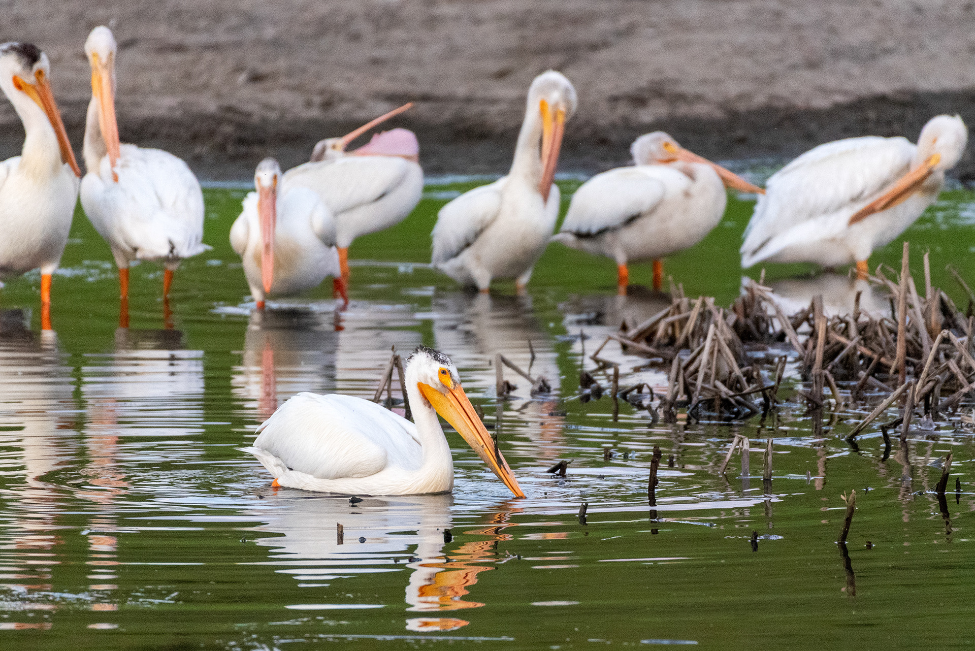 American White Pelicans