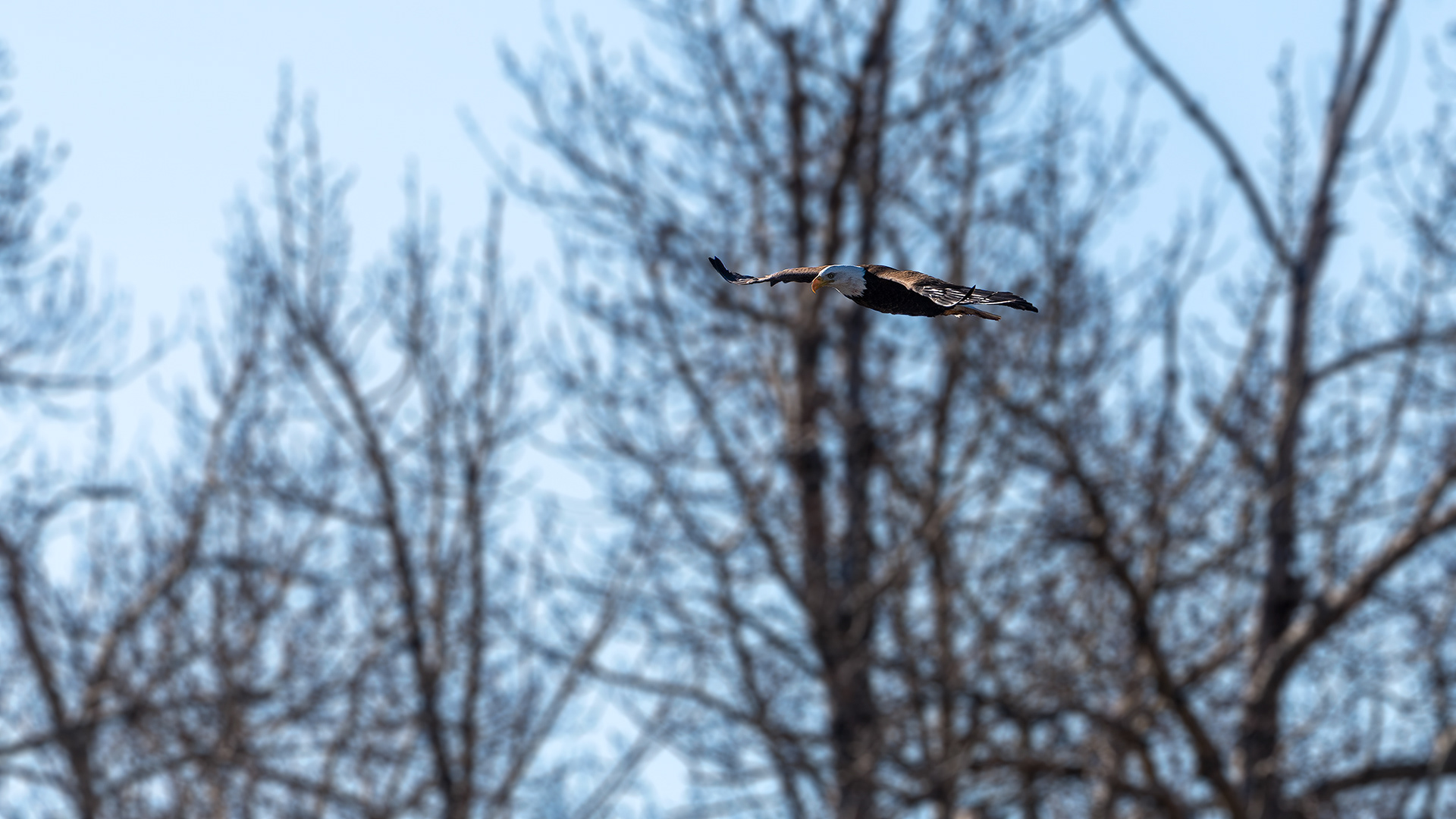 Bald Eagle in flight at the Bow River near Carburn Park, Calgary, AB