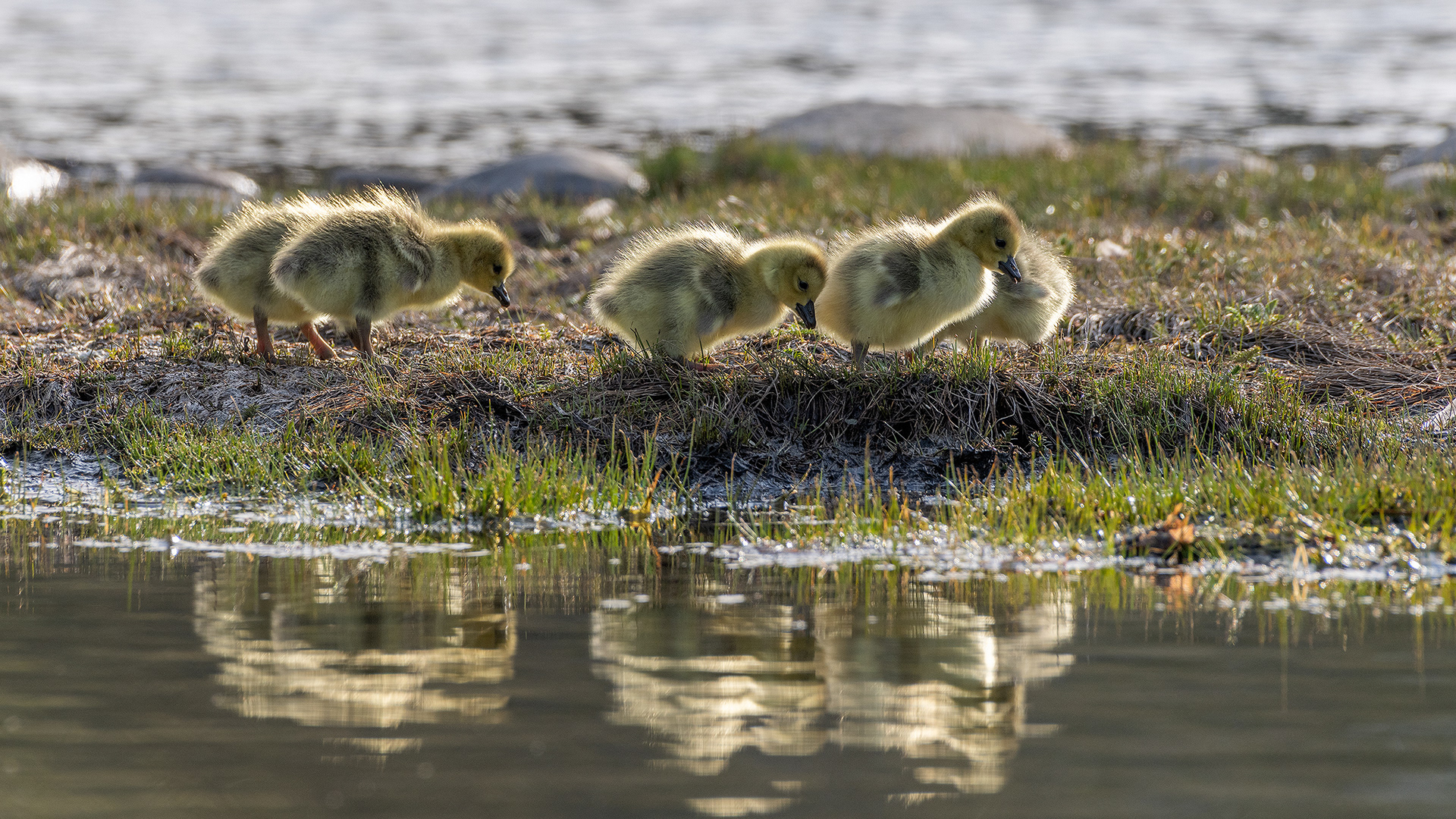 Canada Goose goslings at Bridlewood Wetlands Park, Calgary, Alberta