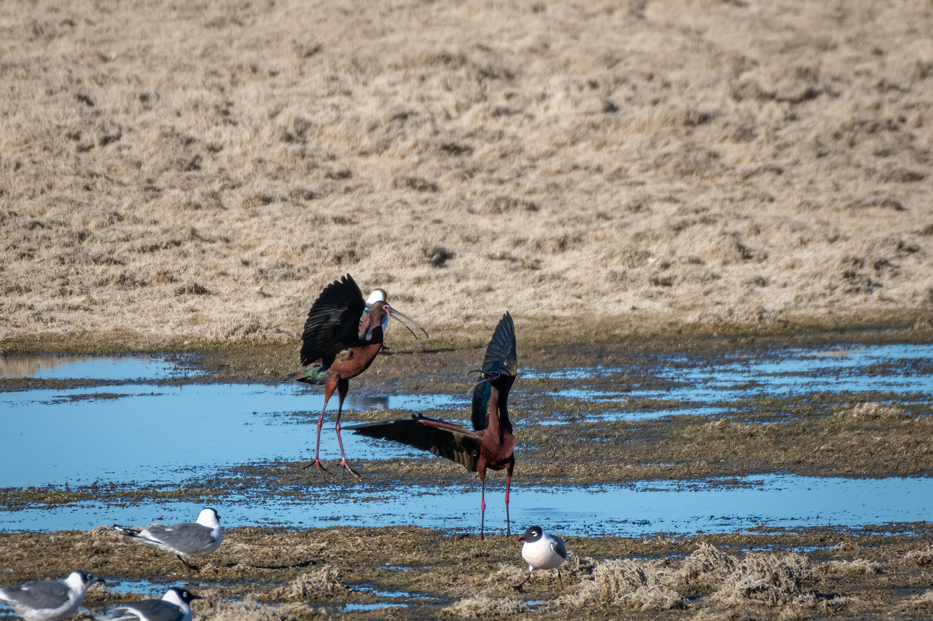 White-faced Ibises, Glenmore Reservoir, North Glenmore Park, Calgary, AB
