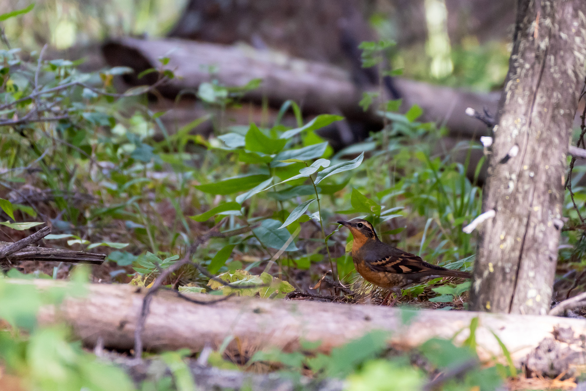 Varied Thrush bird at Prairie Mountain