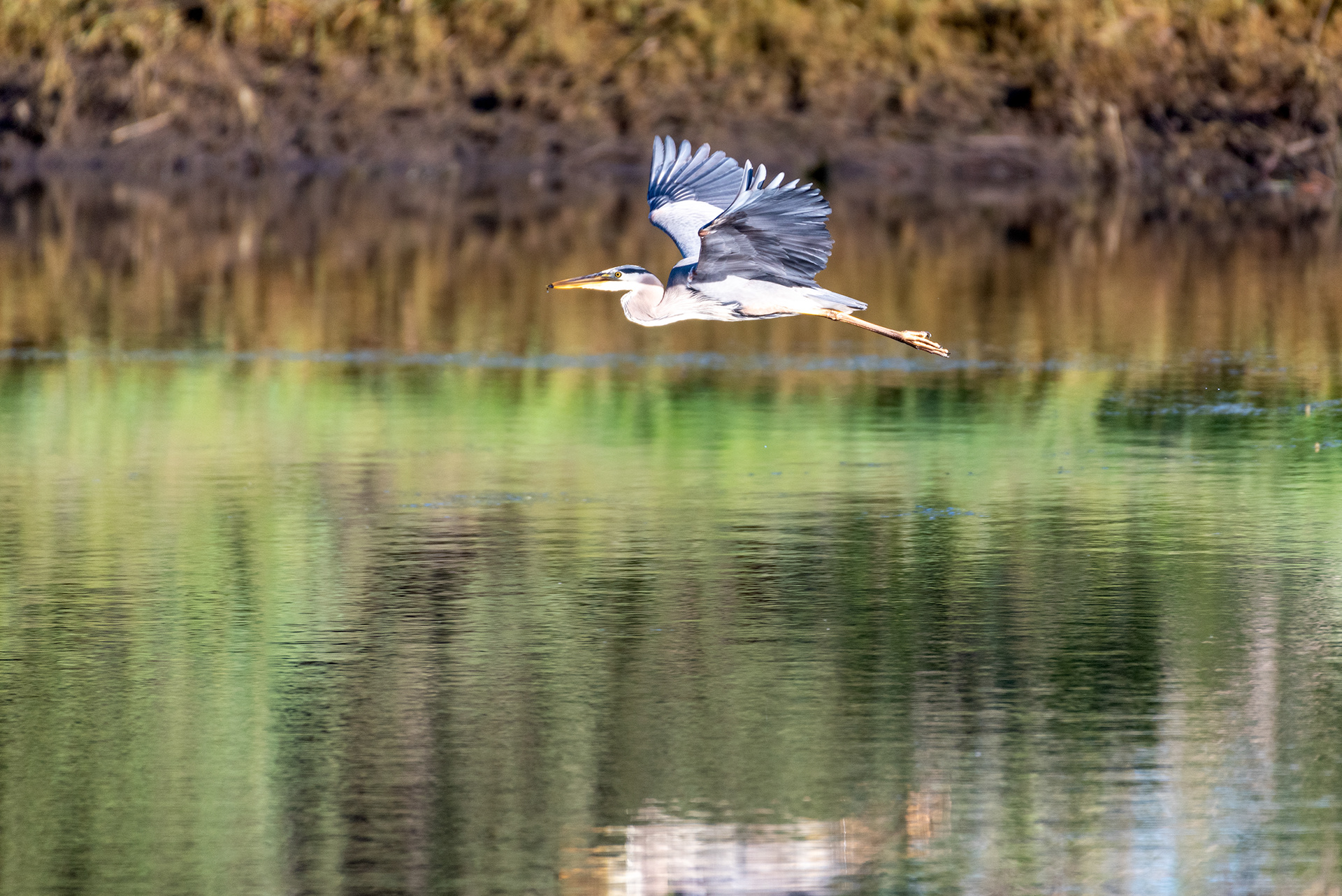 Great Blue Heron (in flight, side view)