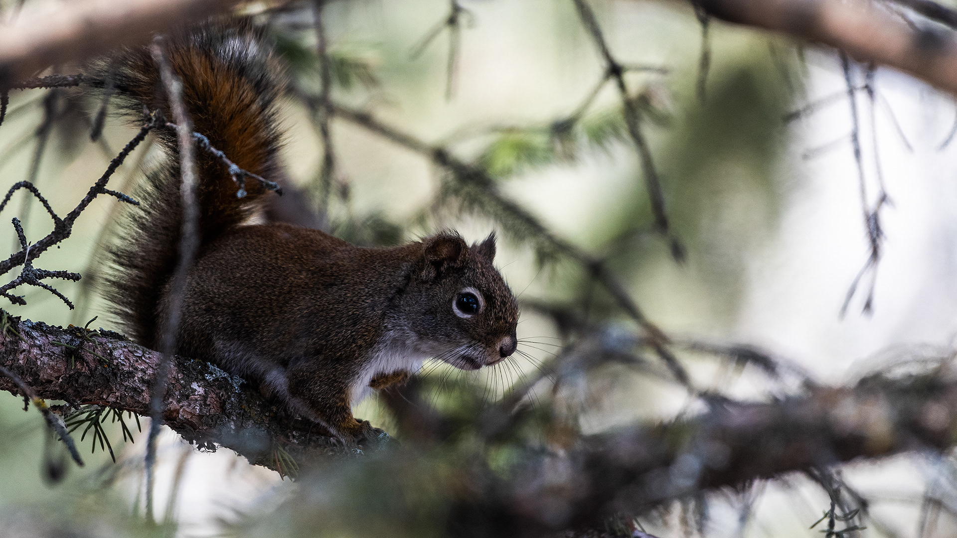 Red Squirrel (deep in the dark shadows of a tree) near Marshall Springs in Fish Creek Provincial Park