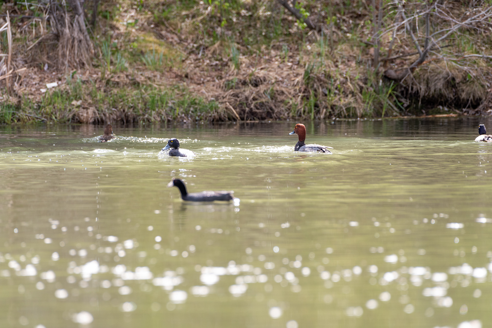 Redhead pair, Lesser Scaups, American Coot, Bridlewood Wetlands Park, Calgary, Alberta