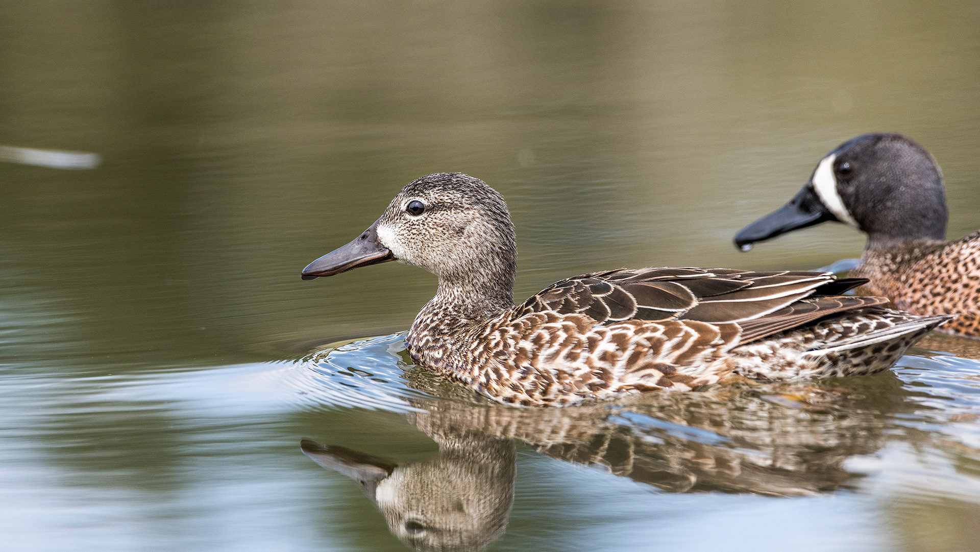 Blue-winged Teal (female) at the Marshall Springs ponds in Fish Creek Provincial Park