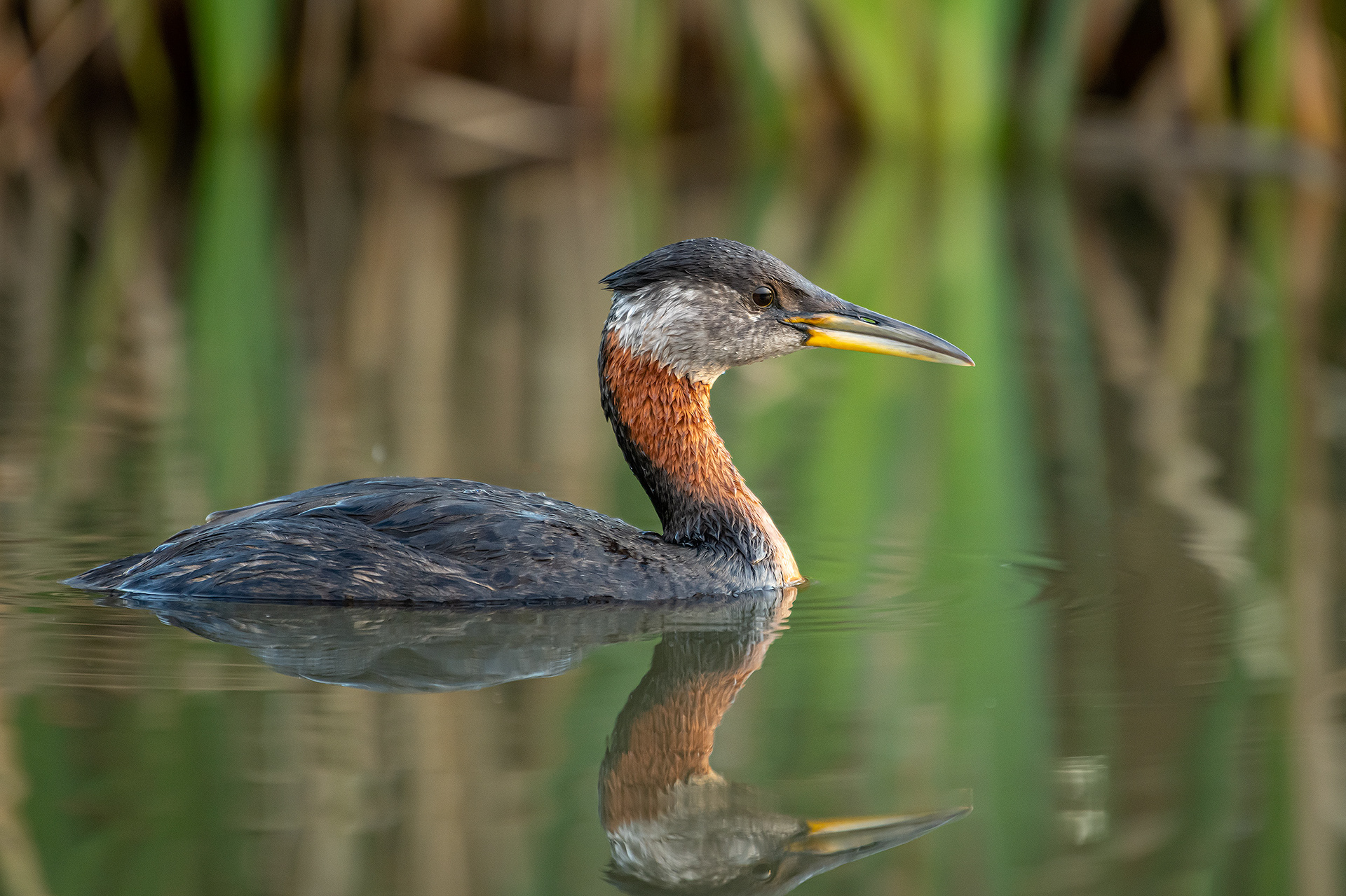 Red-necked Grebe, Marshall Springs ponds, Fish Creek Provincial Park, Calgary, AB