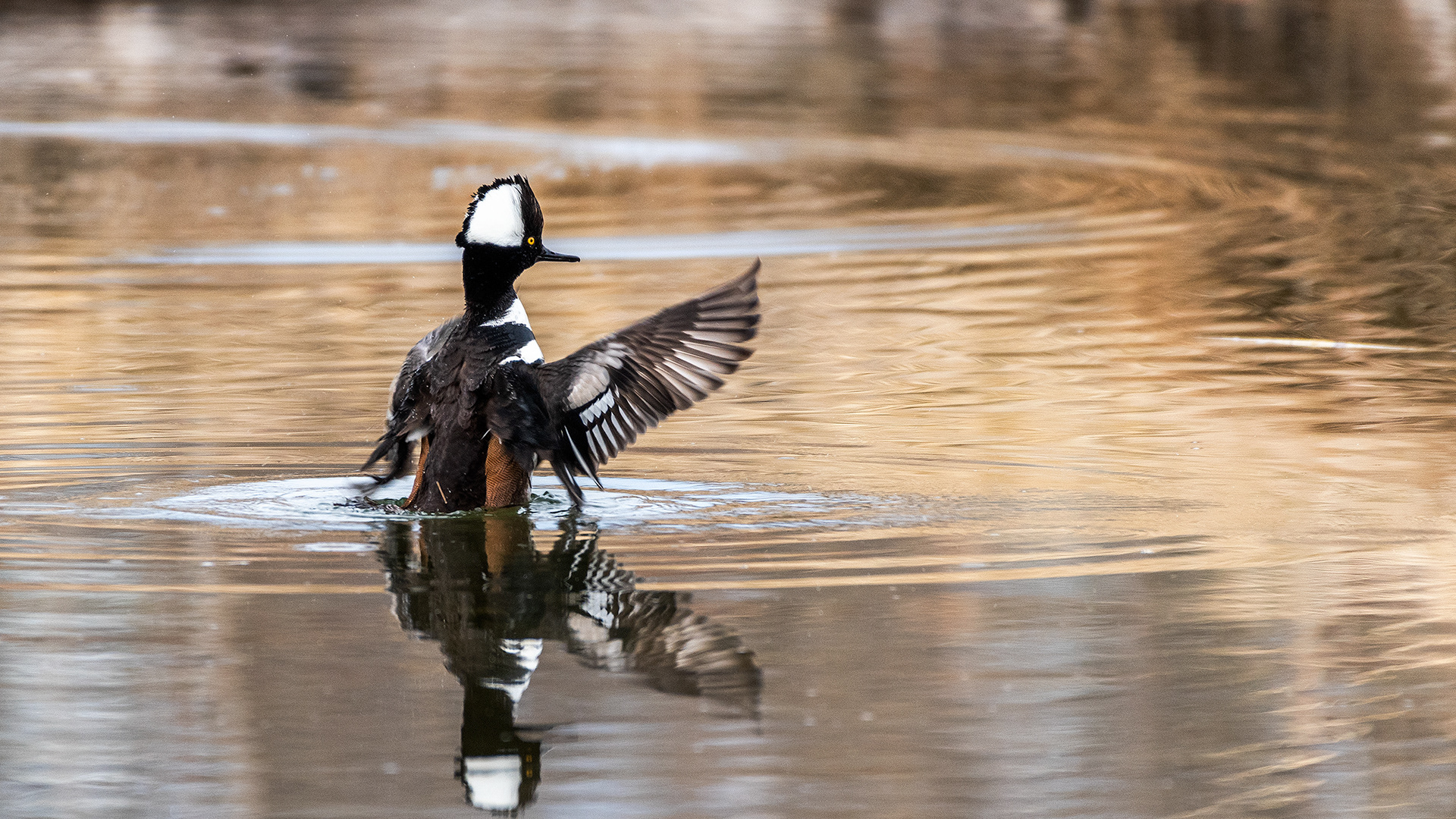 Hooded Merganser (male) at the Inglewood Bird Sanctuary & Nature Centre, Calgary, Alberta