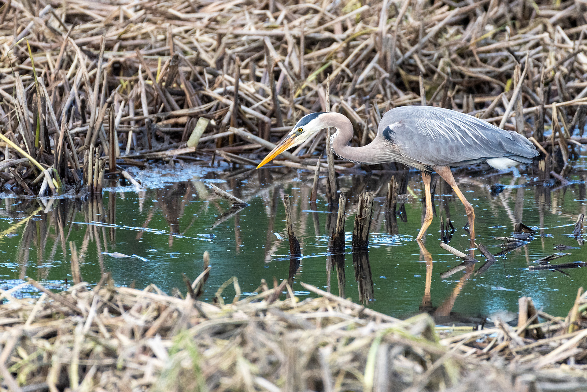 Great Blue Heron