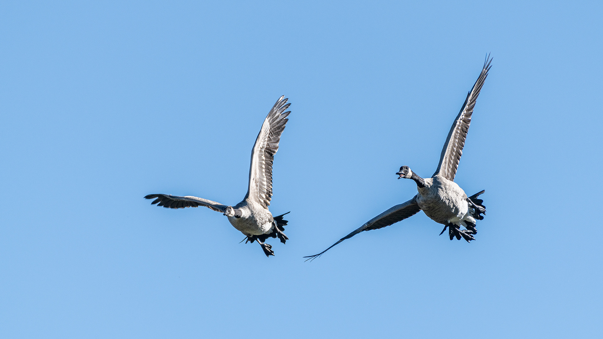 Canada Goose pair (in flight), Marshall Springs - Fish Creek Prov. Park, Calgary, AB