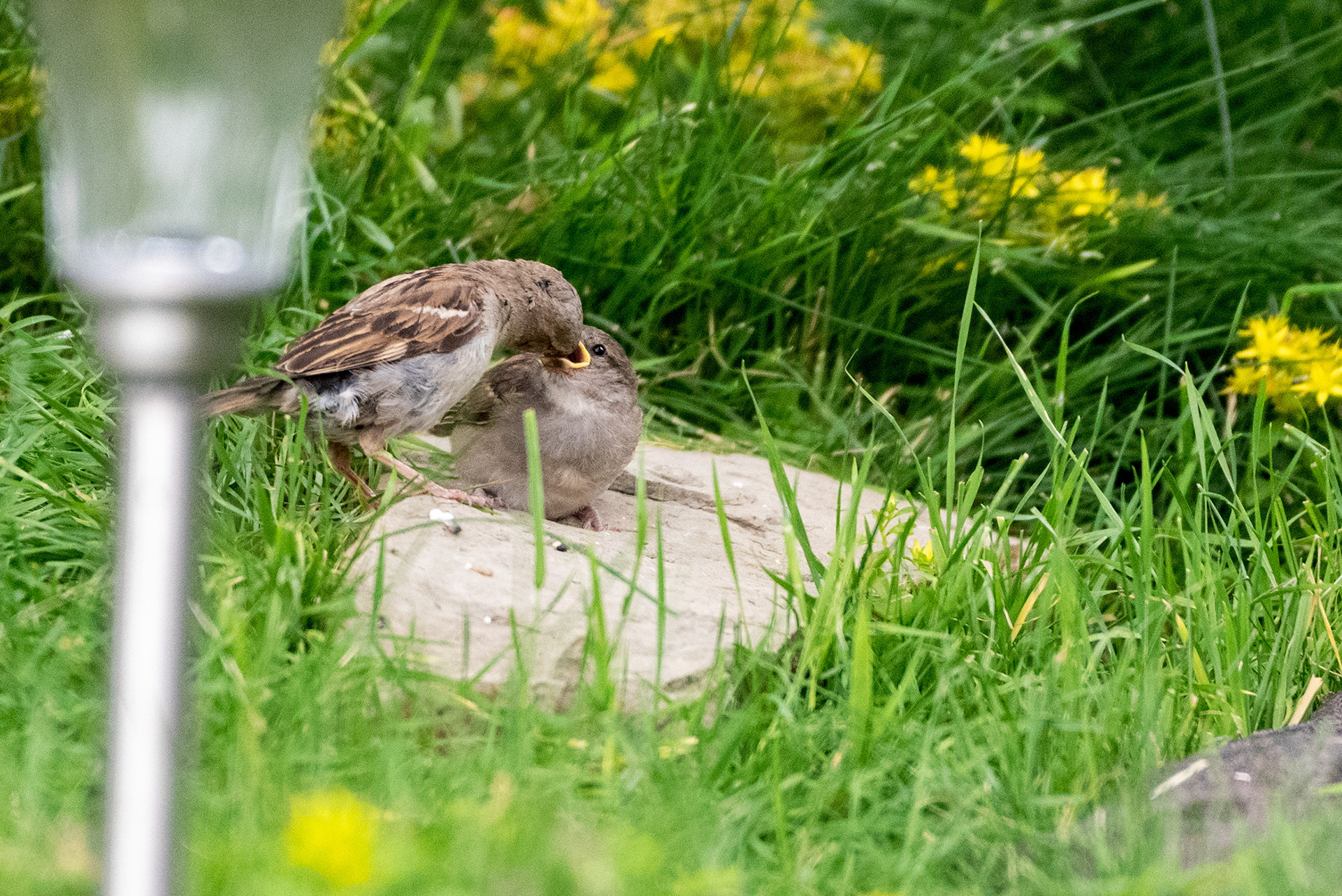 A House Sparrow feeds its little one