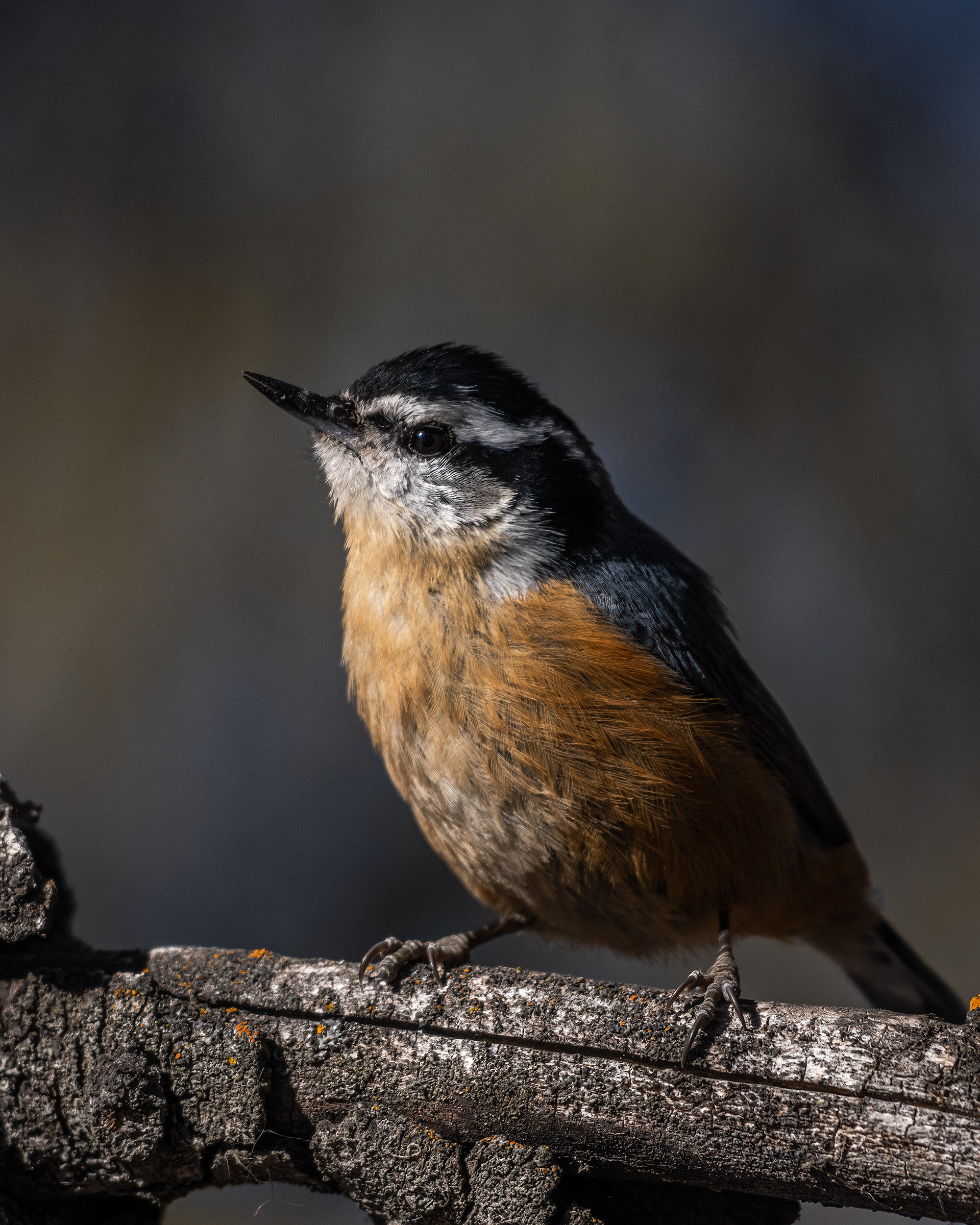 Red-breasted Nuthatch, near the Marshall Springs area of Fish Creek Provincial Park, Calgary, AB