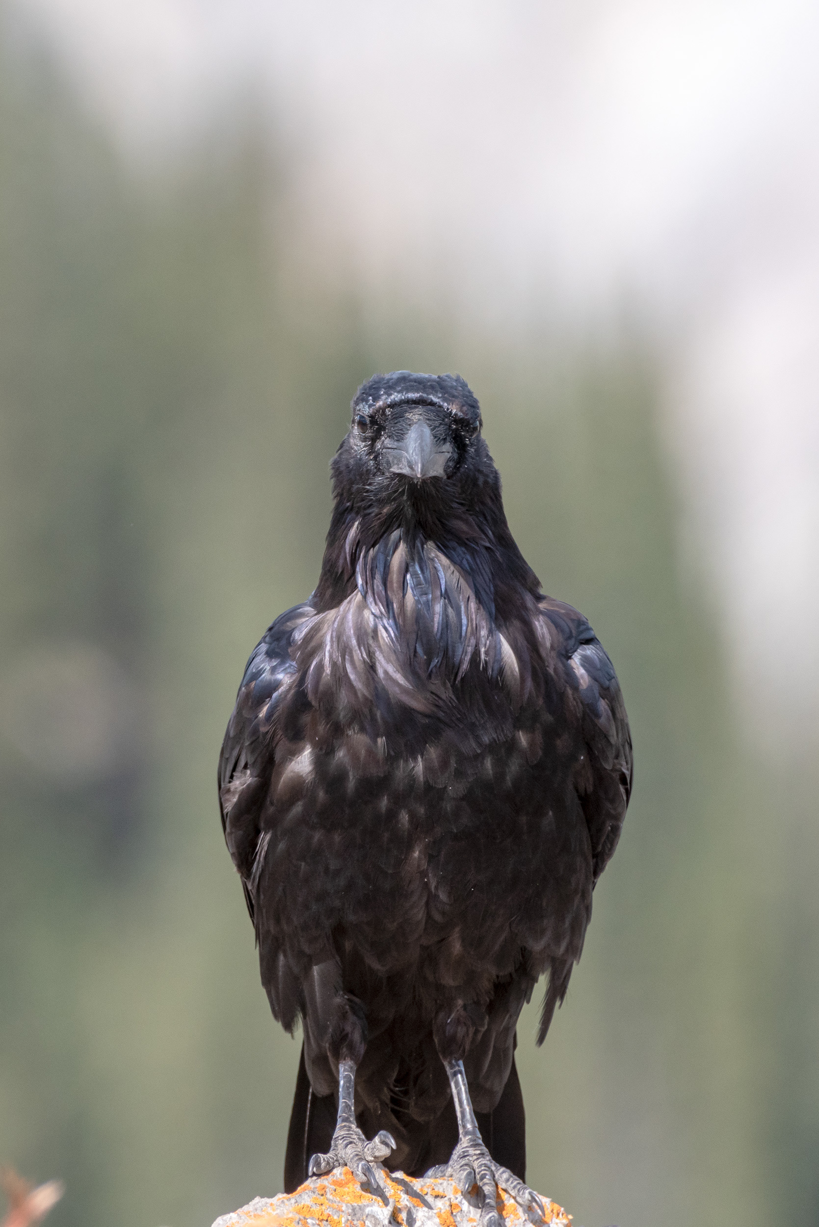 Common Raven bird at Prairie Mountain