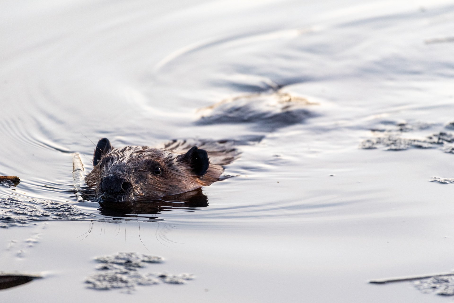 beaver, Marshall Springs, Fish Creek Provincial Park, Calgary, Alberta