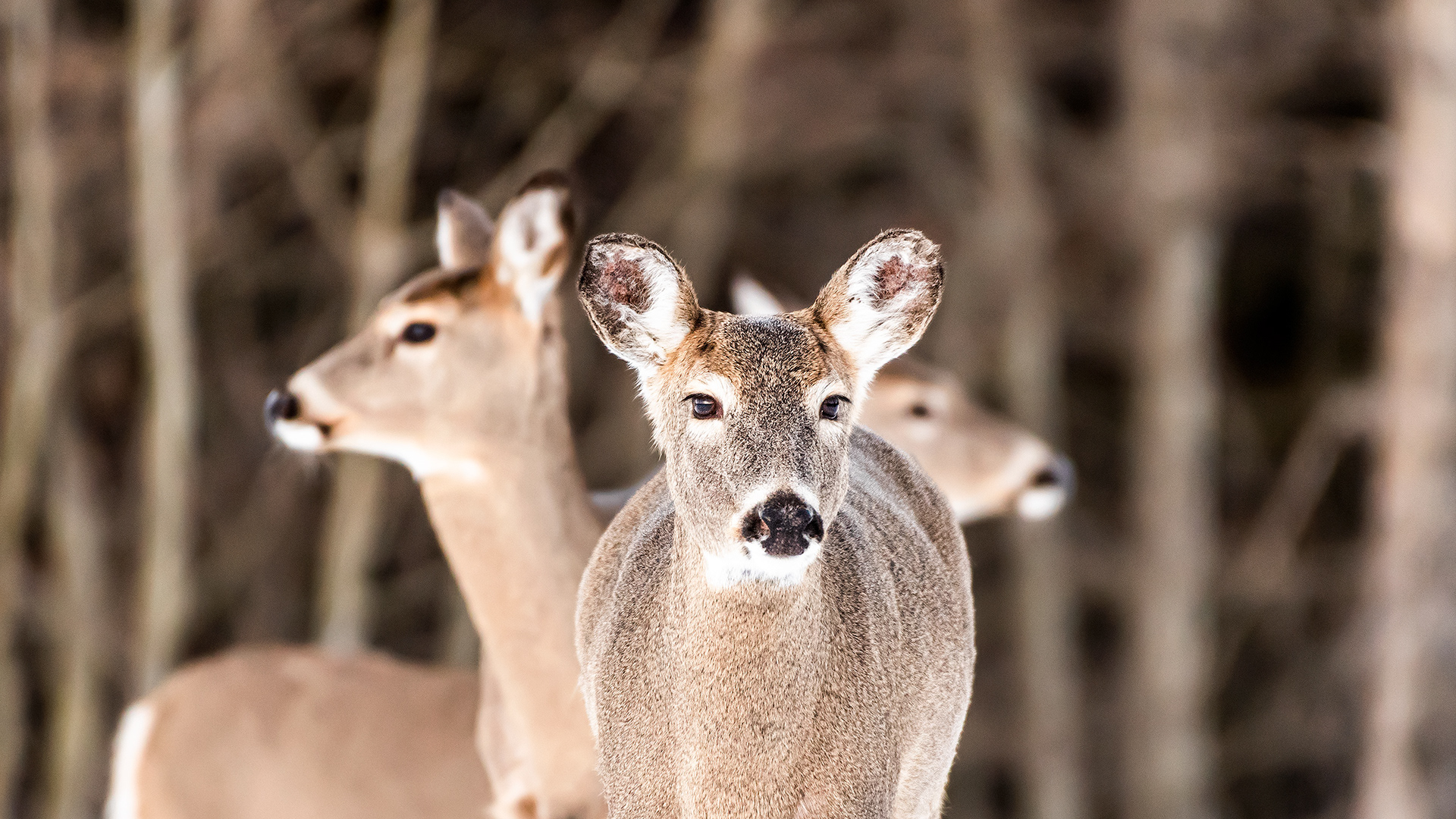 White-tailed Deer near Marshall Springs, Fish Creek Prov. Park, Calgary, AB