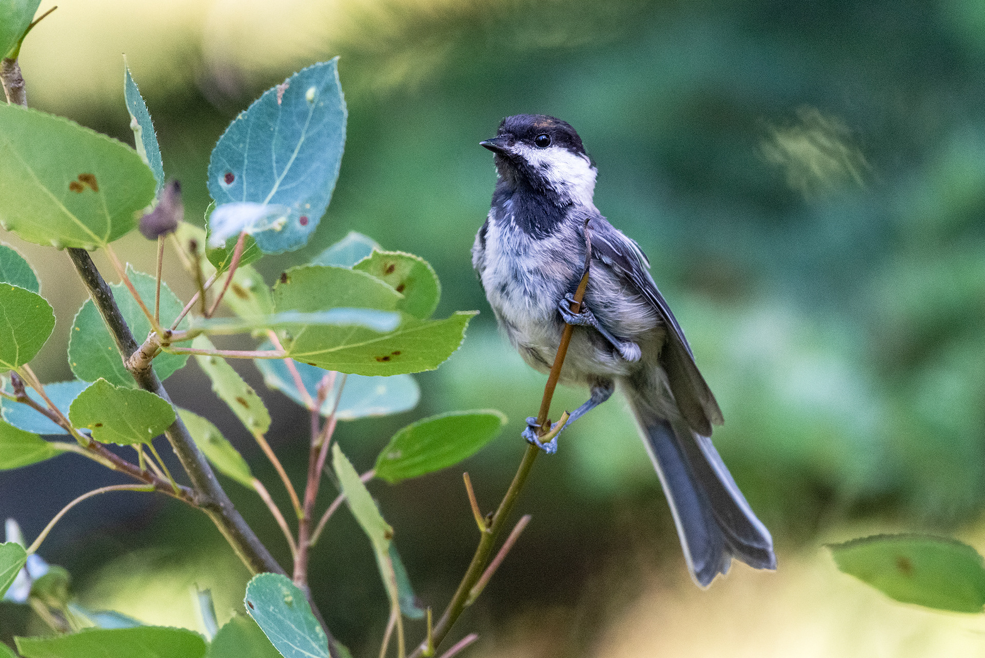 Black-capped Chickadee