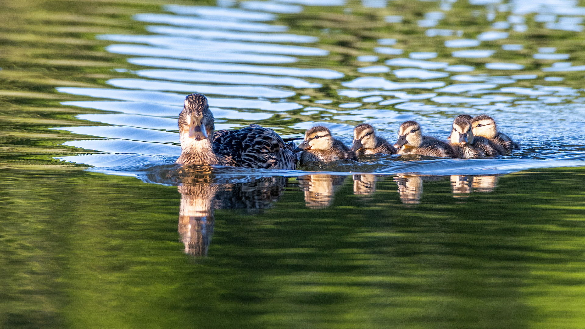 Mallard (female) with ducklings at the Marshall Springs ponds in Fish Creek Provincial Park, Calgary, Alberta