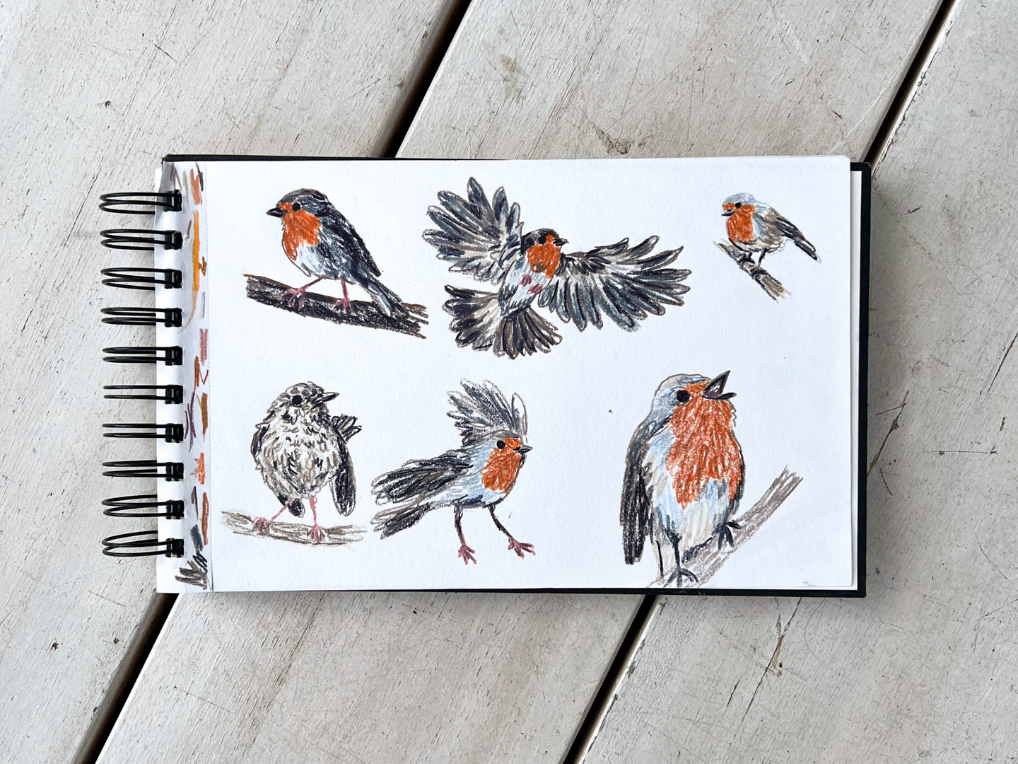 photo showing a sketchbook with hand-drawn illustrations of european robins. By Bianca Gschlecht